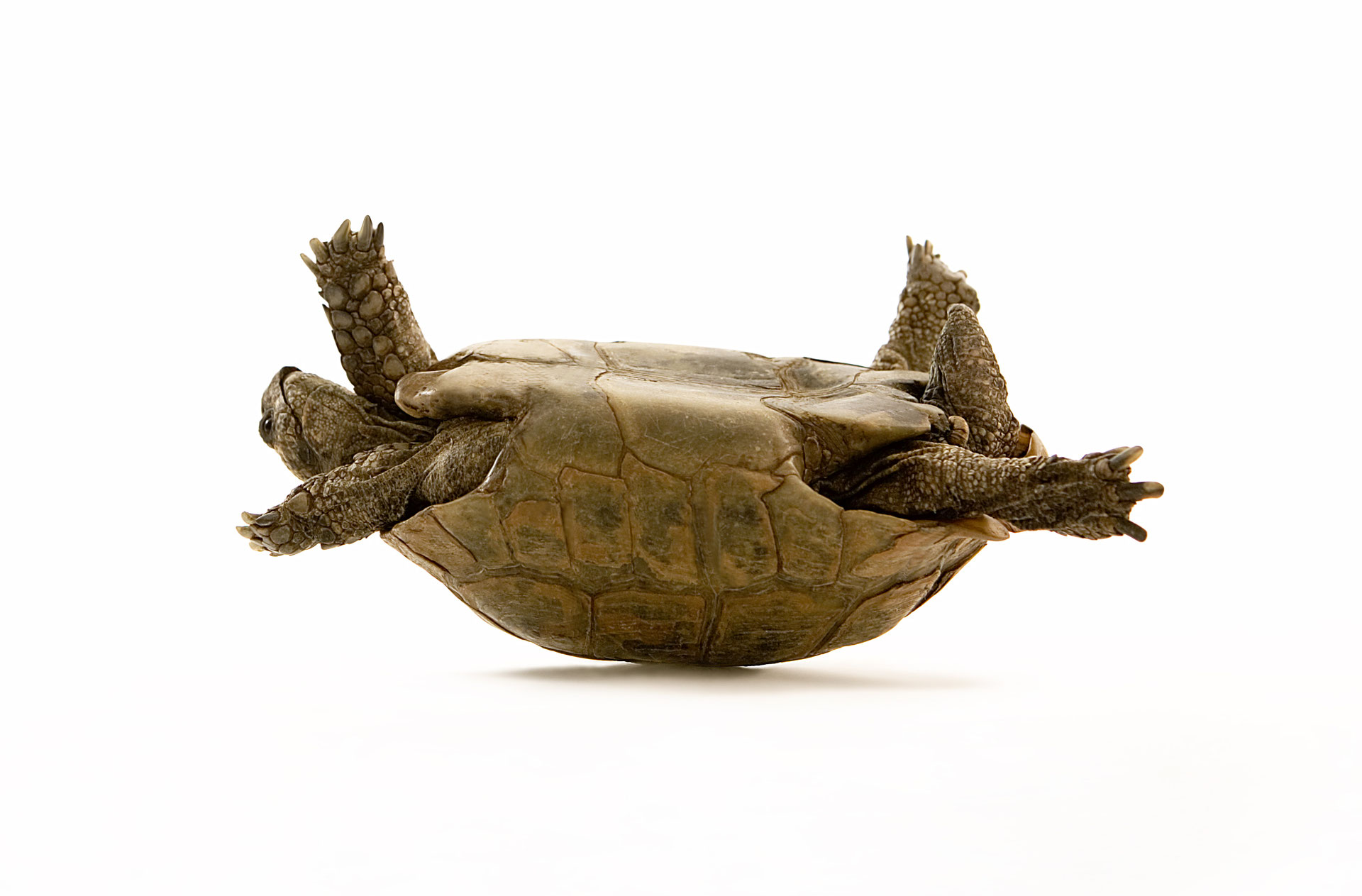 Черепаха лежу. Черепаха на спине. Перевернутая черепашка. Черепашка на панцире лежит. Черепаха перевонутаоа.