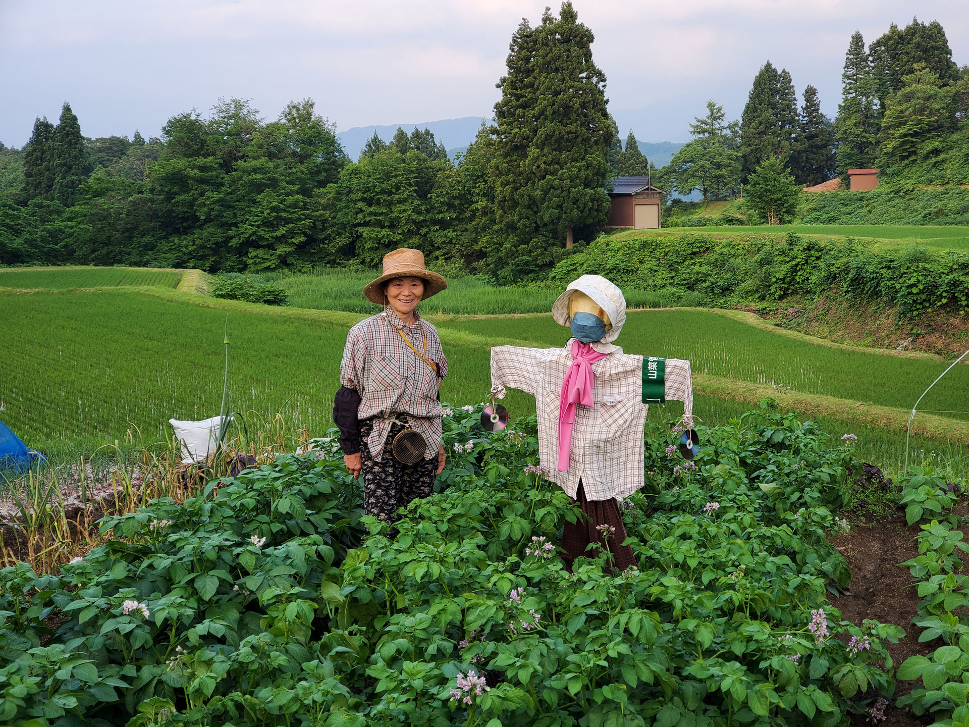 プチギフト 案山子 セットアップ - 通販 - www.pilon.si