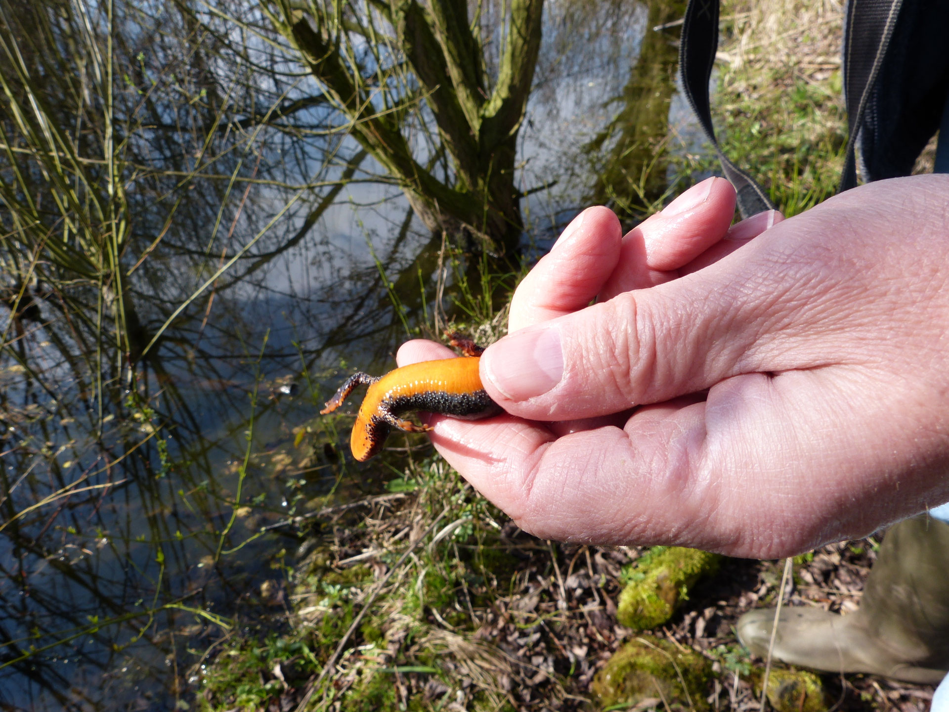 Amphibien nabuleopoldshoehes Webseite!