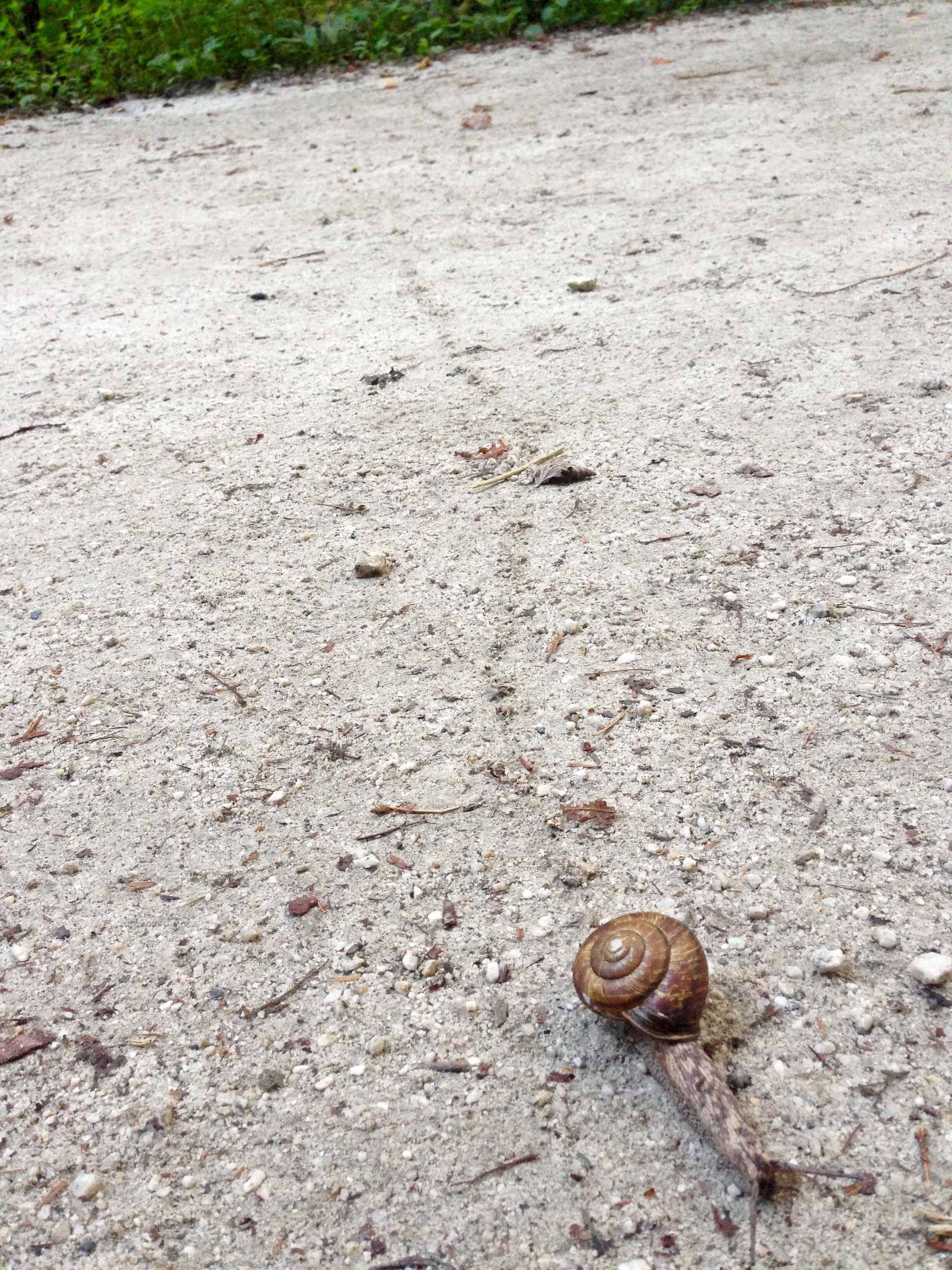 スネイルビジョンの源流 Snail Vision Nature Healing Trip スネイルビジョンの源流 Snail Vision Nature Healing Trip