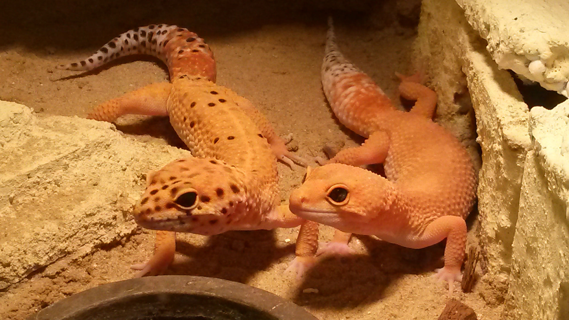 Willkommen auf Hamburg Leopardgeckos - hamburg-leopardgeckoss Webseite!