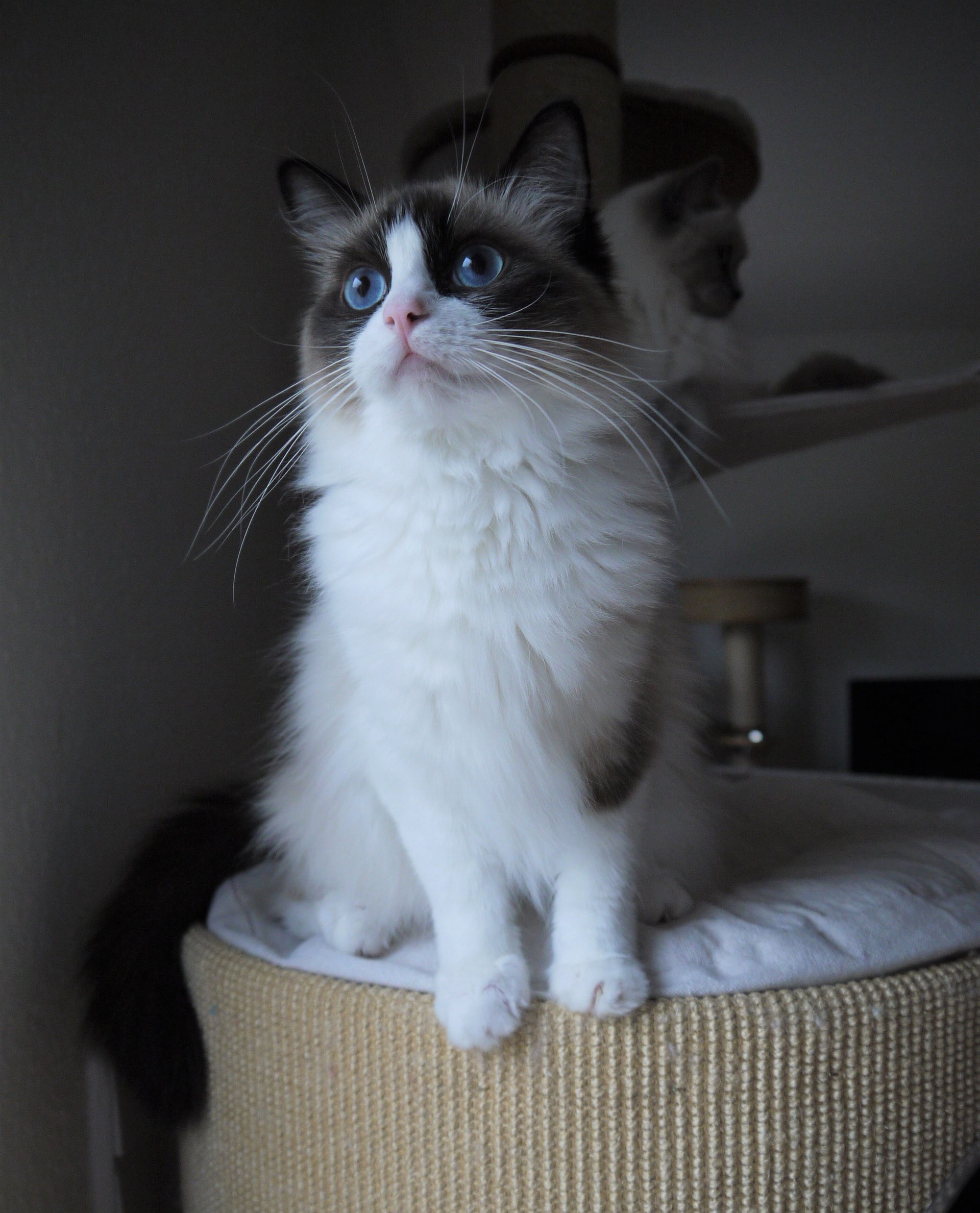 Kajika Rags' Quahneah * 30. April 2019 - kajika-rags Webseite ...