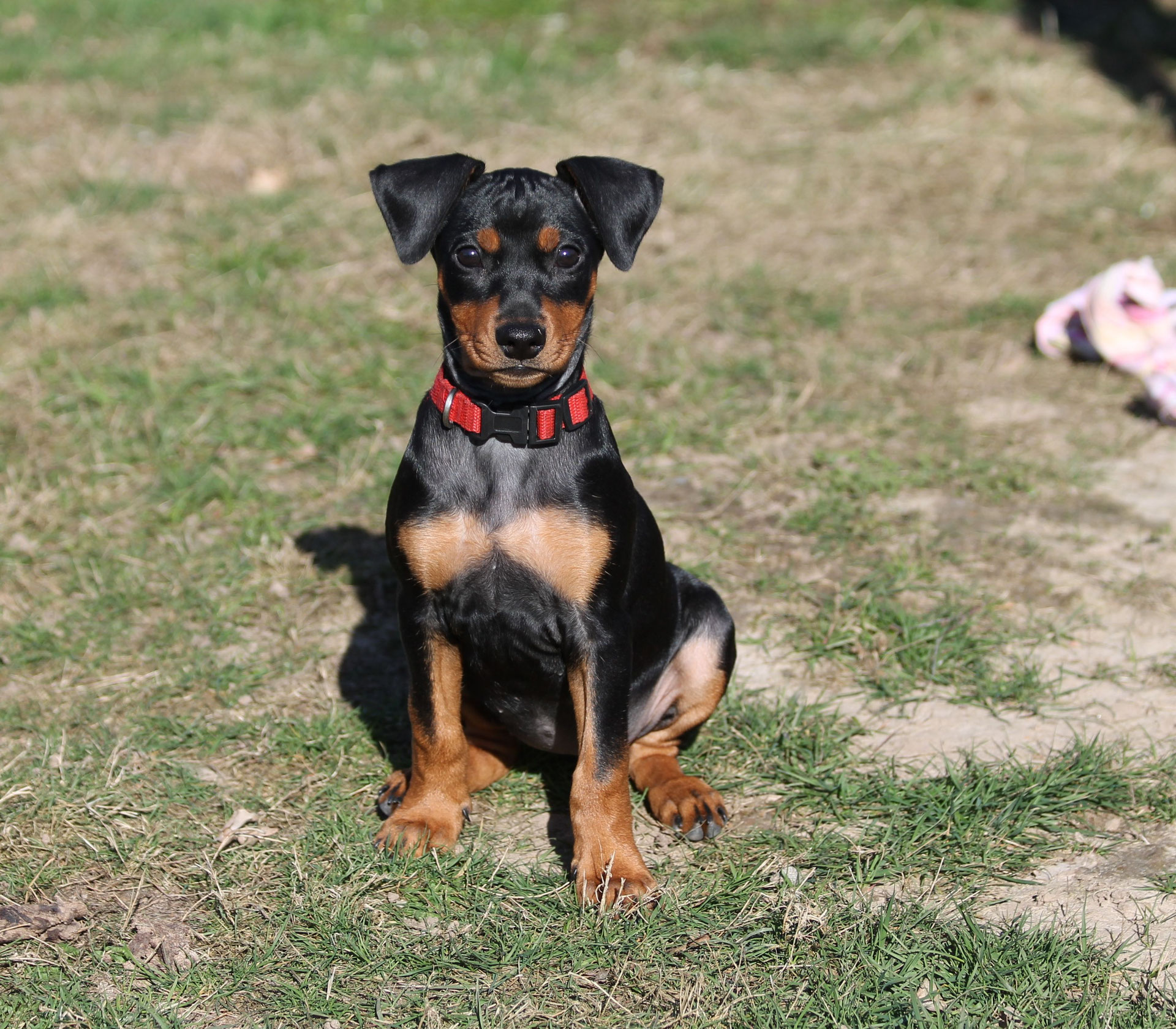 Golden Rose Star of Elune Zwergpinscher und Deutsche Pinscher vom