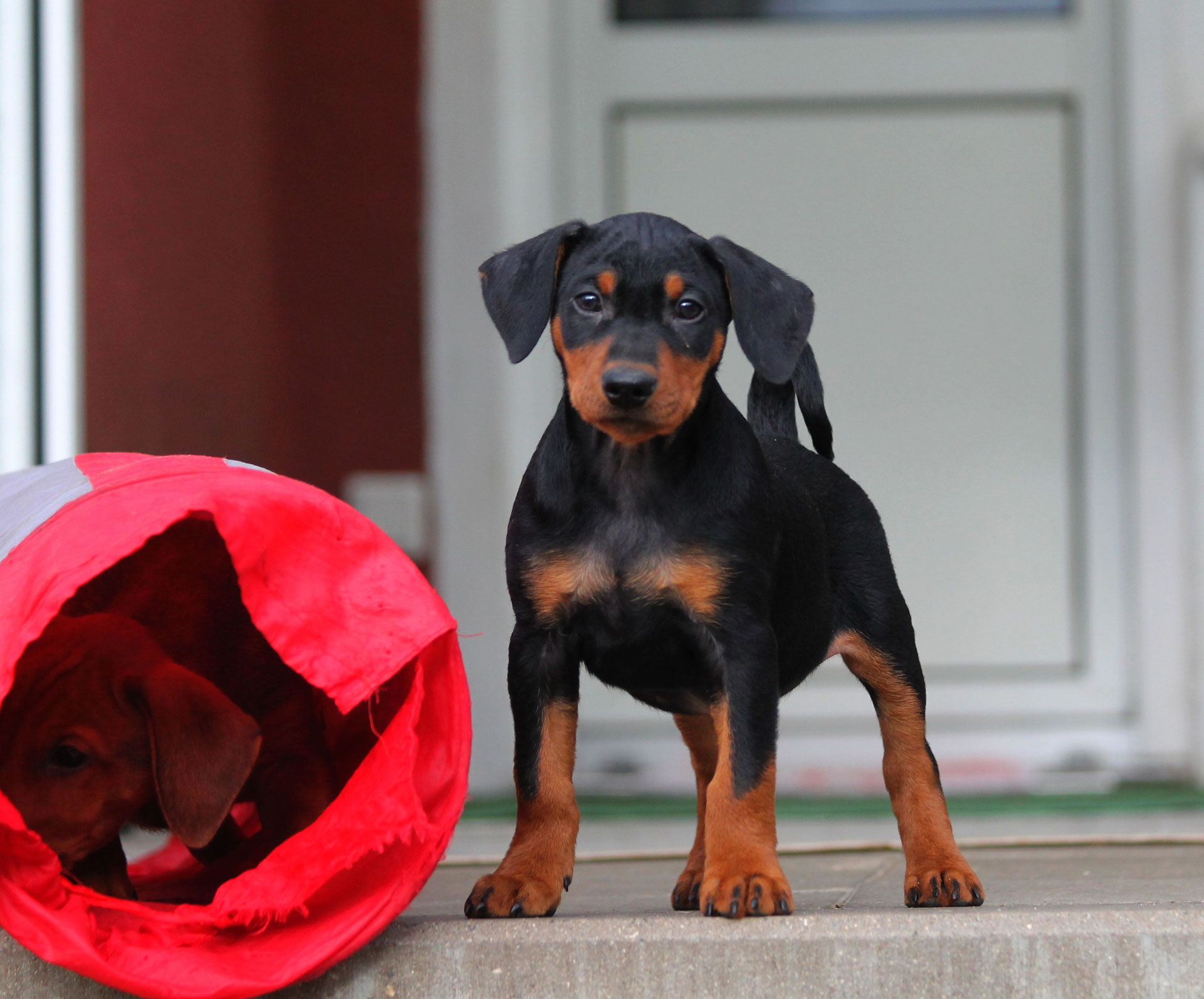 Zucht Zwergpinscher und Deutsche Pinscher vom Schützengrund