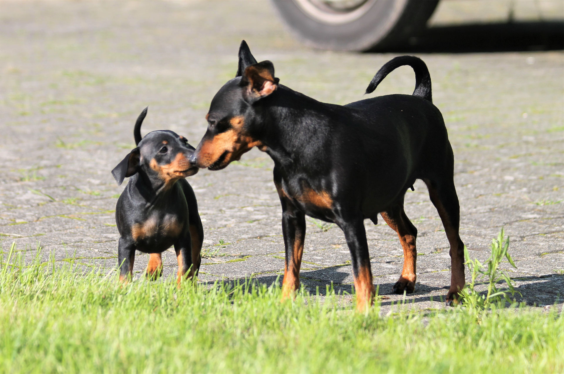 Zwergpinscher Zwergpinscher