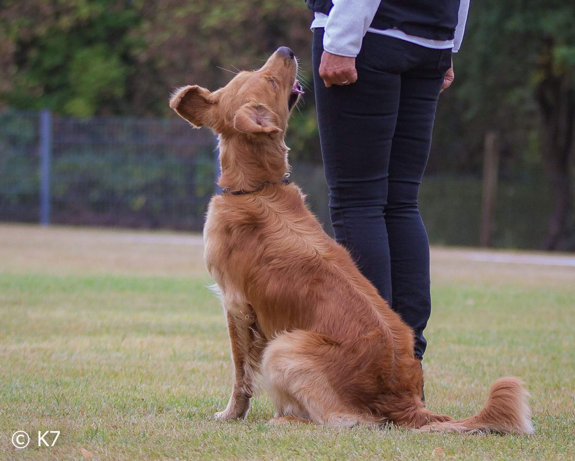 Mensch und Hund als partner heikeungars Webseite!