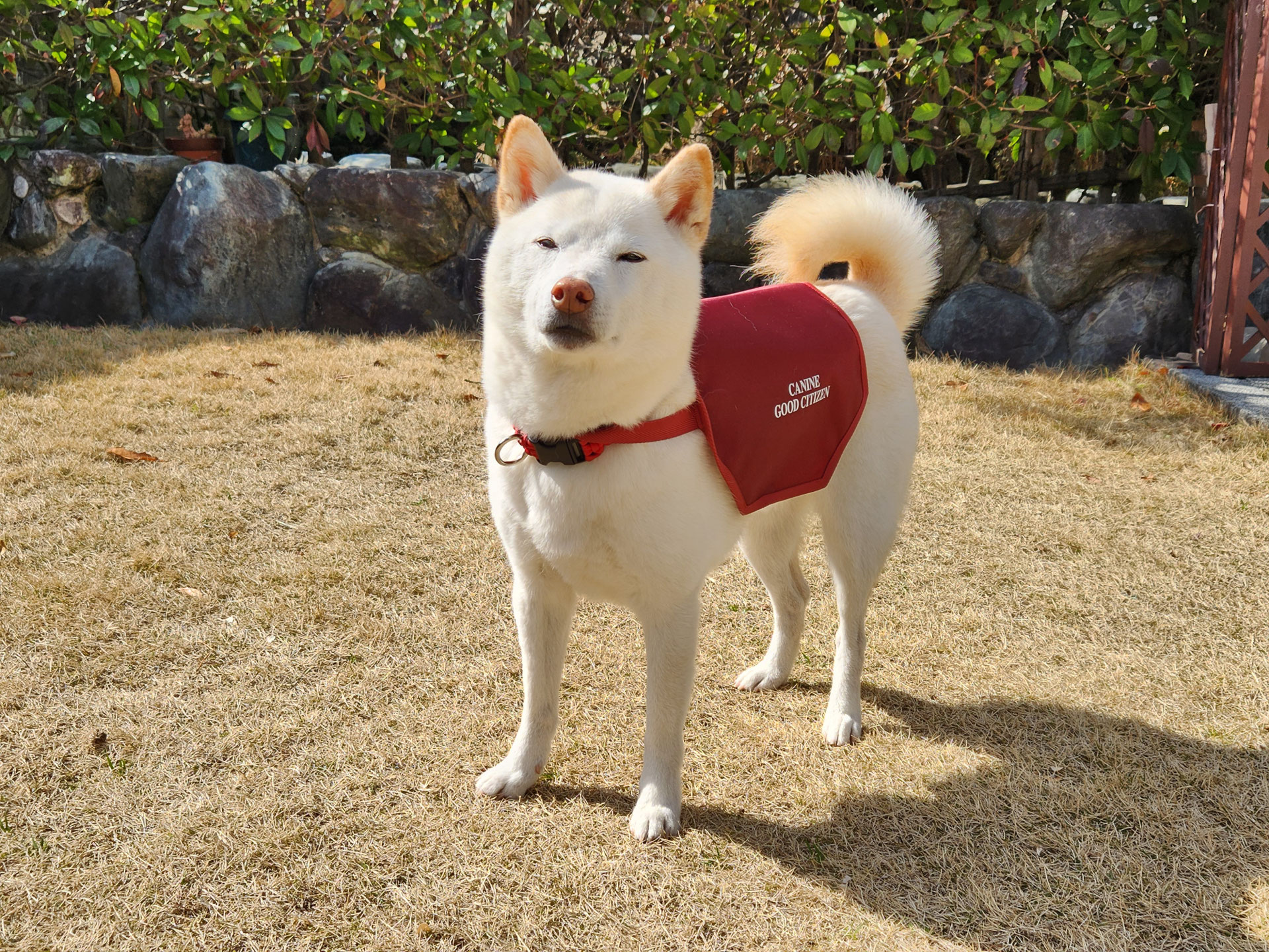 愛犬サンプル写真 Solgra（ソルグラ）術後のケアウェア 雲と虹柄 | 犬服・ドックウェア