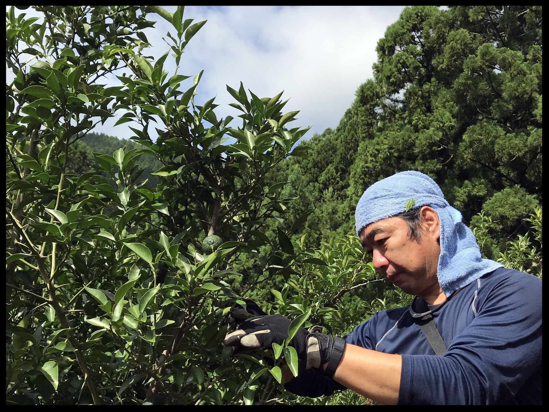 ☆自然栽培（無農薬・無肥料）☆ 県内随一の柚子の作付面積と生産量を