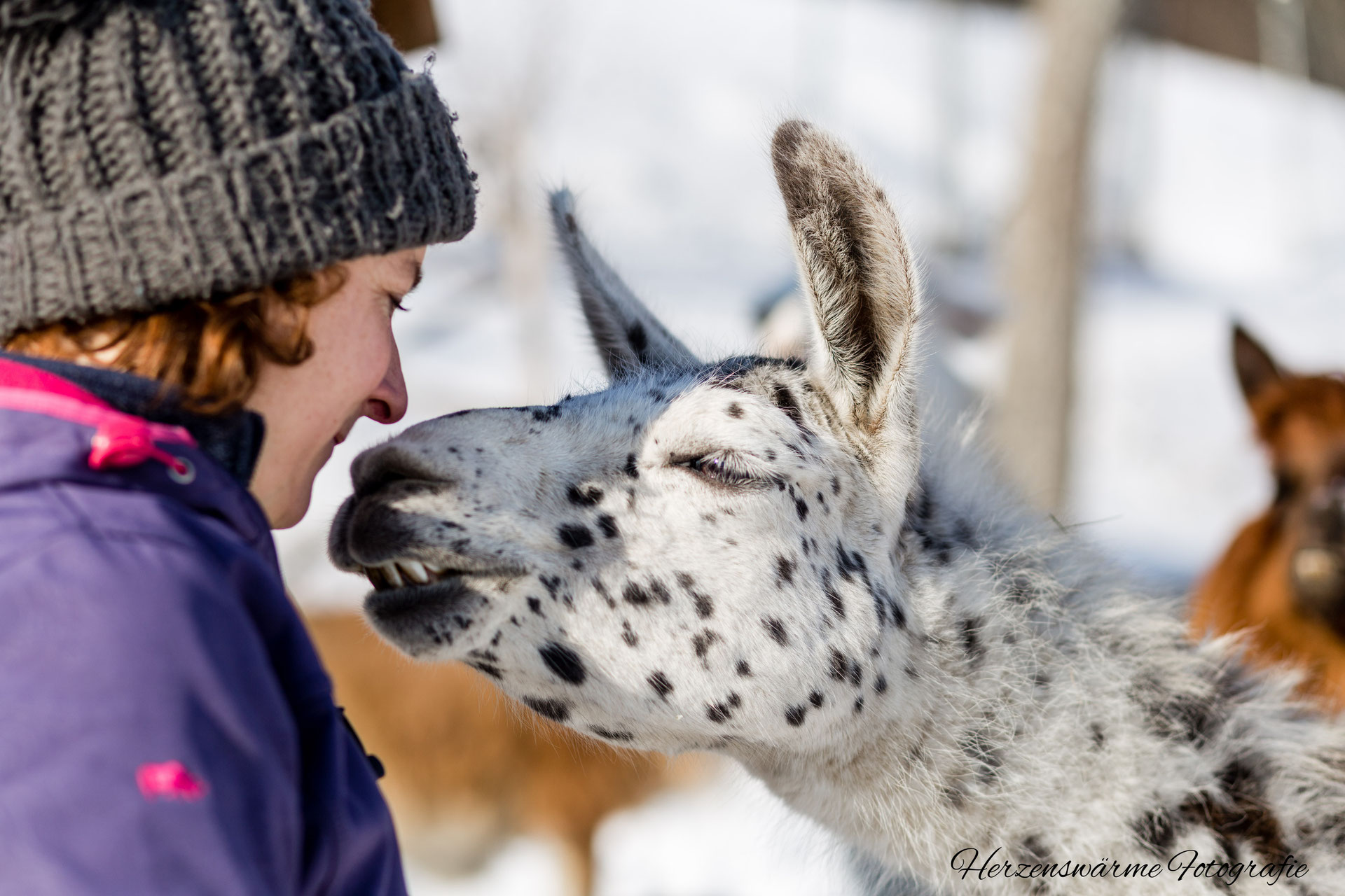 Energetik für Tiere - Reiki in Wien & Niederösterreich