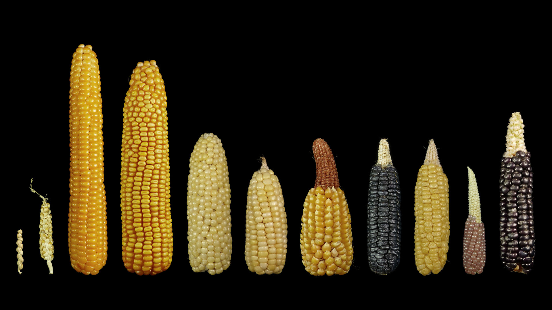 Historische Maissorten - Pflanzenblick