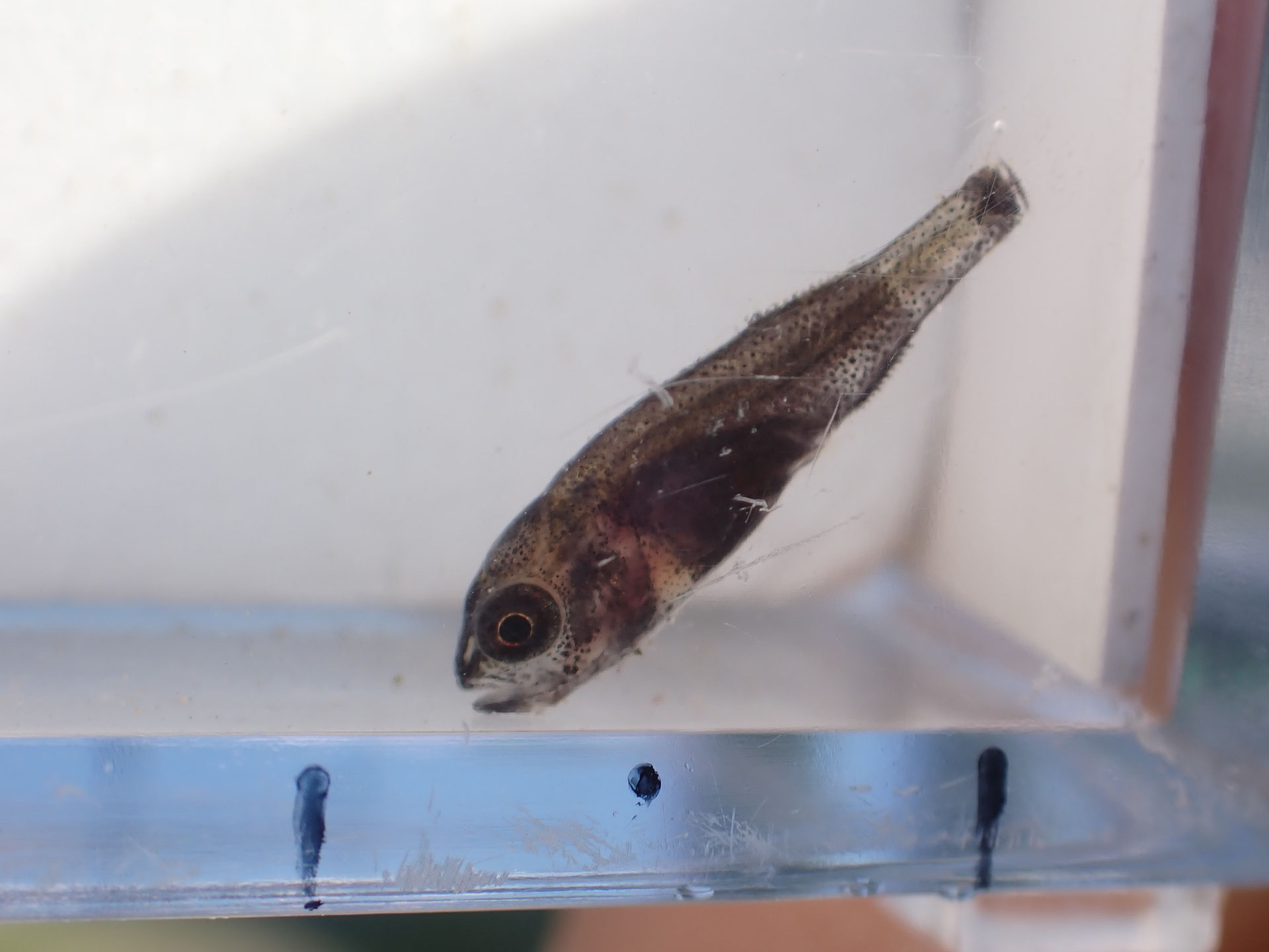 ブラックバス 江戸川 柴又 で魚類調査
