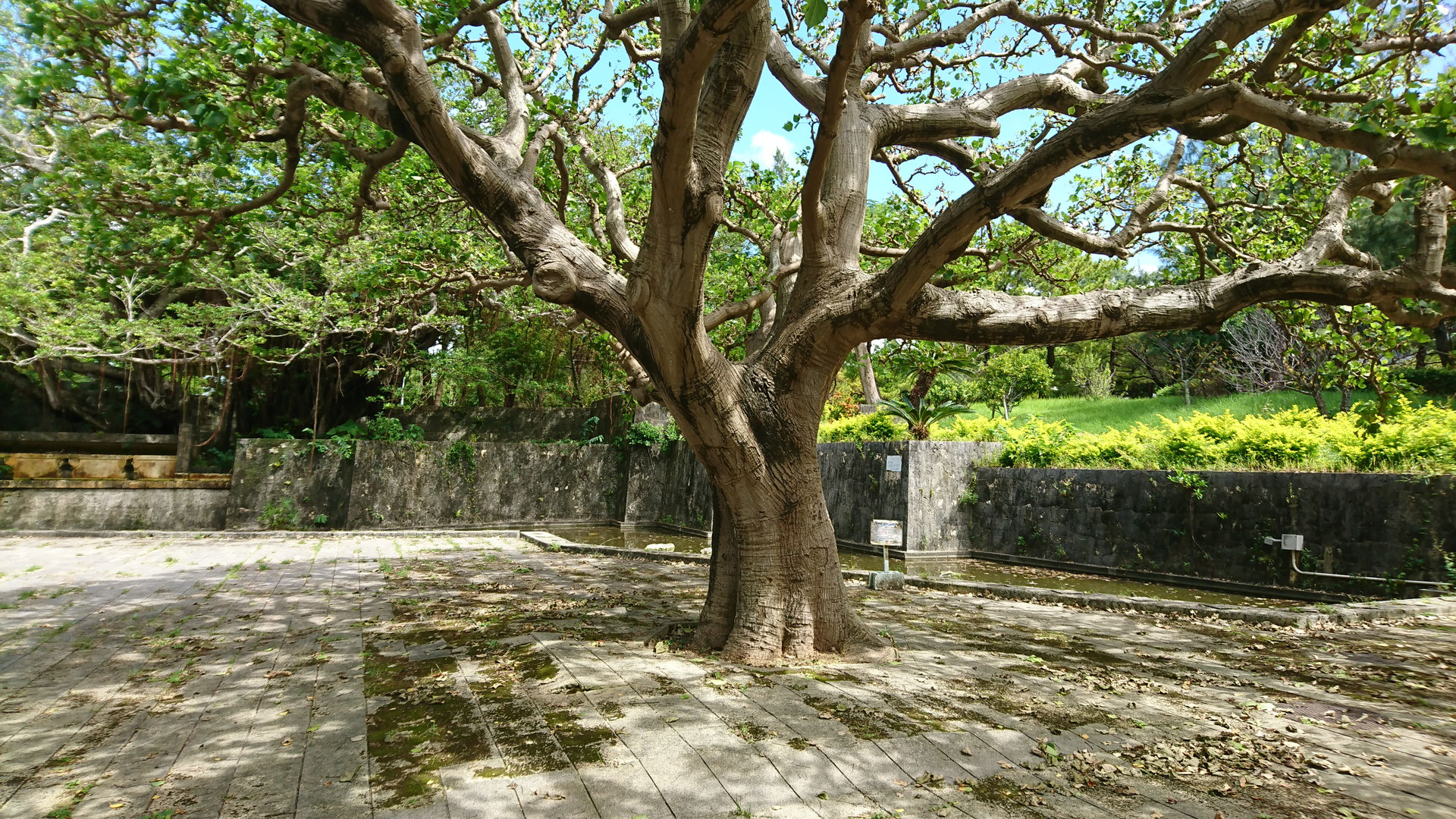 ちゅらさん聖地巡礼 松山公園 - 沖縄くまのみ食堂