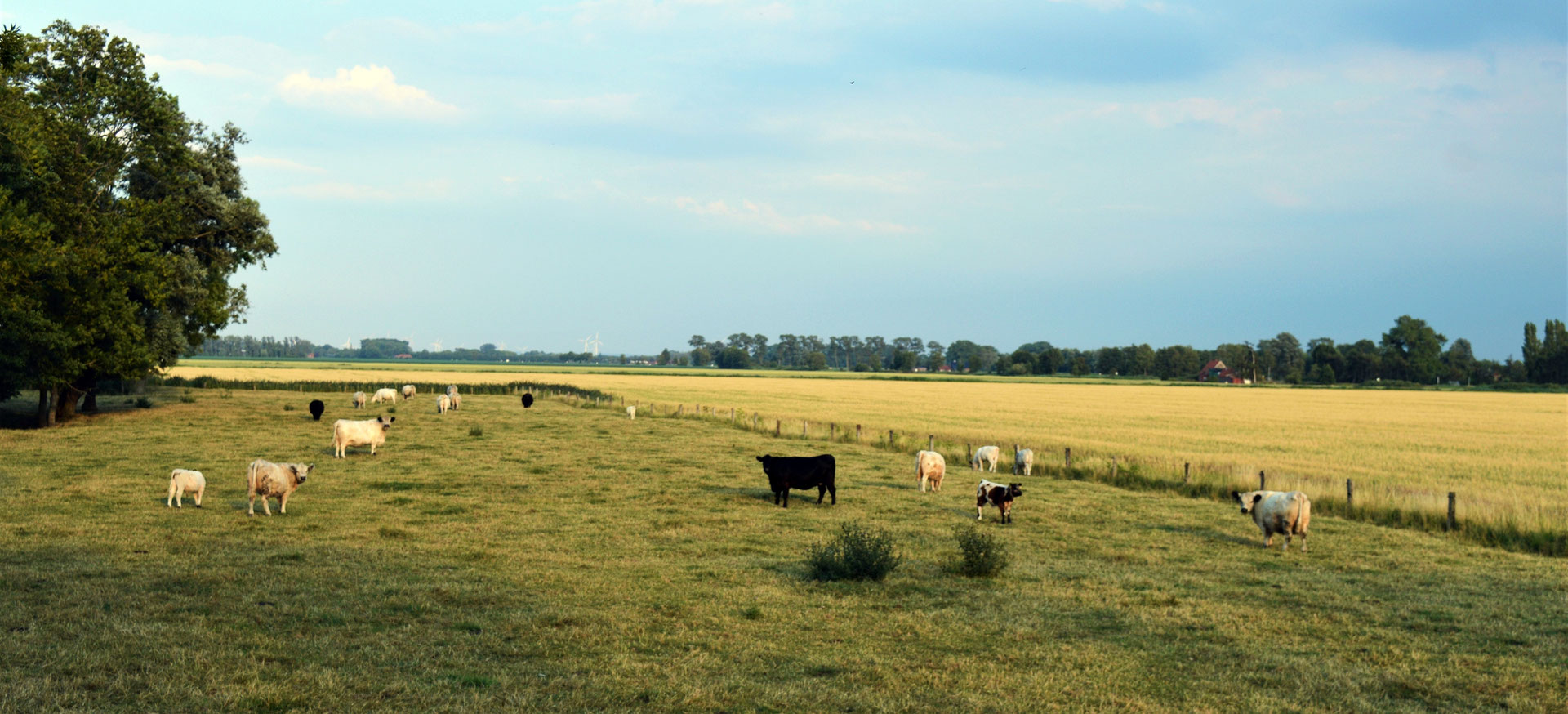 Das Galloway Rind Plate Galloway Fleisch Von Der Nordseekuste