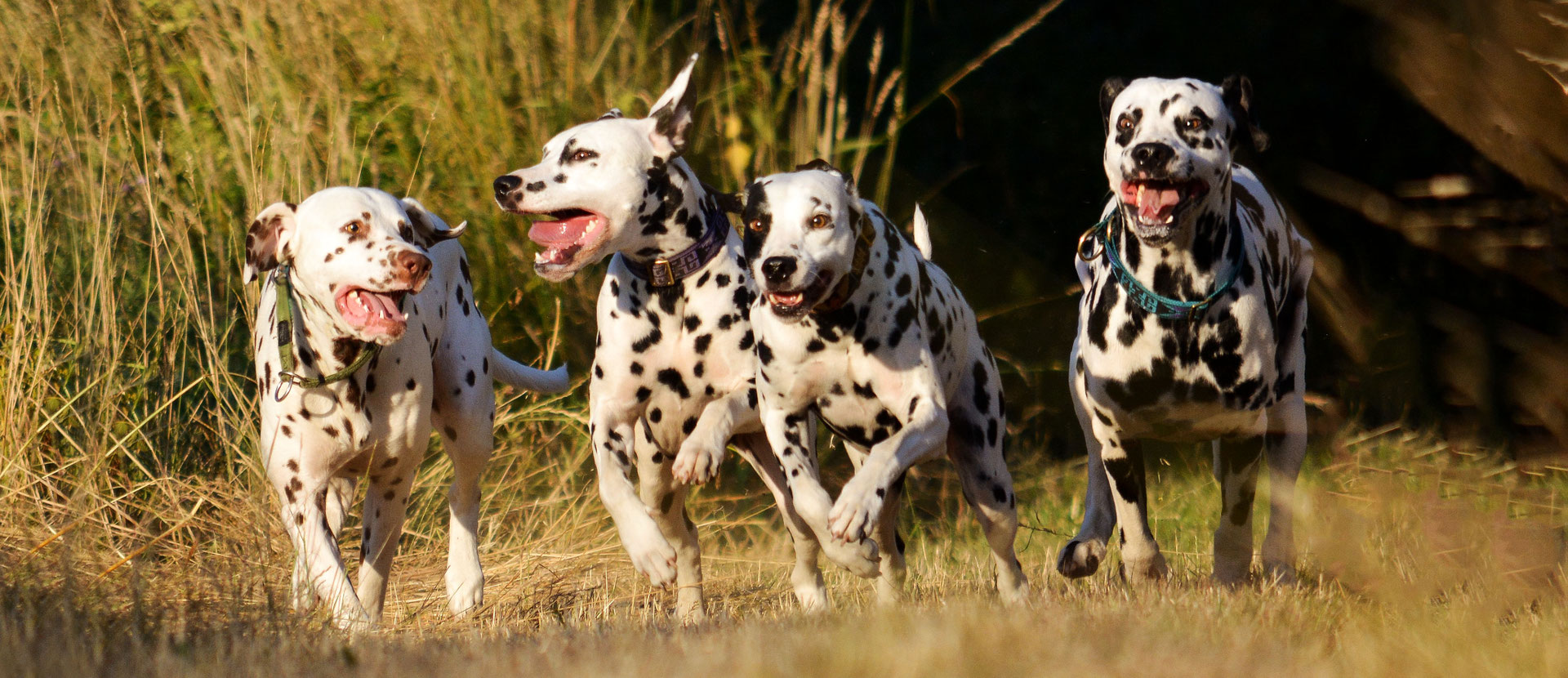 Password Protected Area Login Belgische Club Voor Dalmatische 