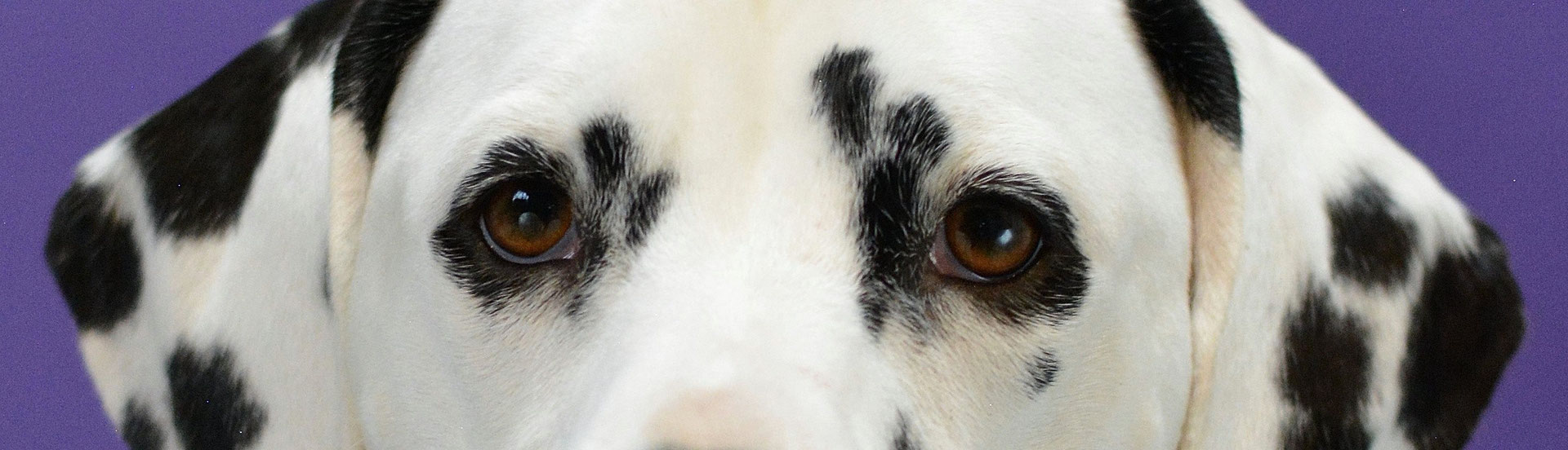Lidmaatschap Belgische Club Voor Dalmatische Honden Club Royale 