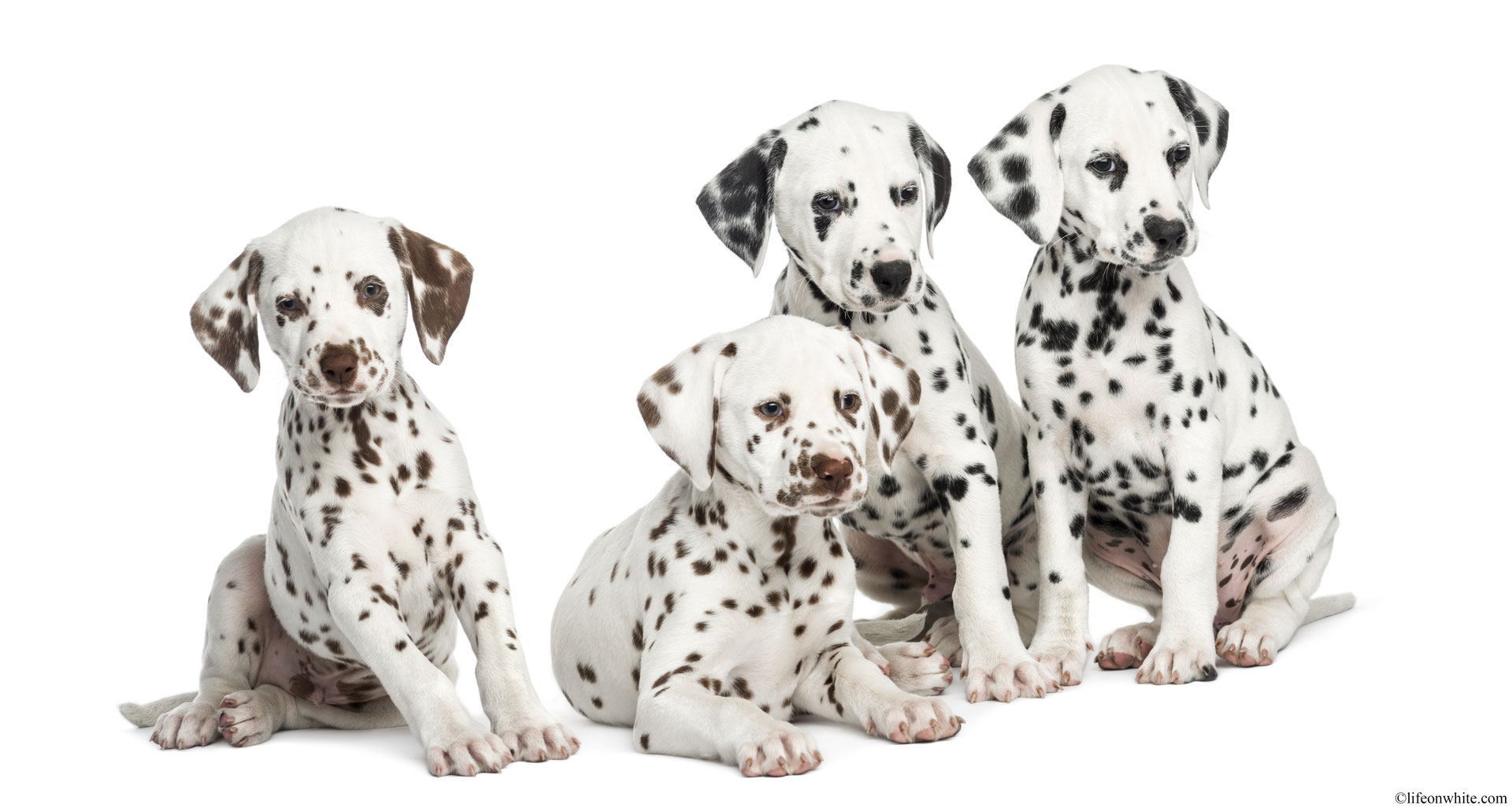 Dek En Geboorte Meldingen Belgische Club Voor Dalmatische Honden 