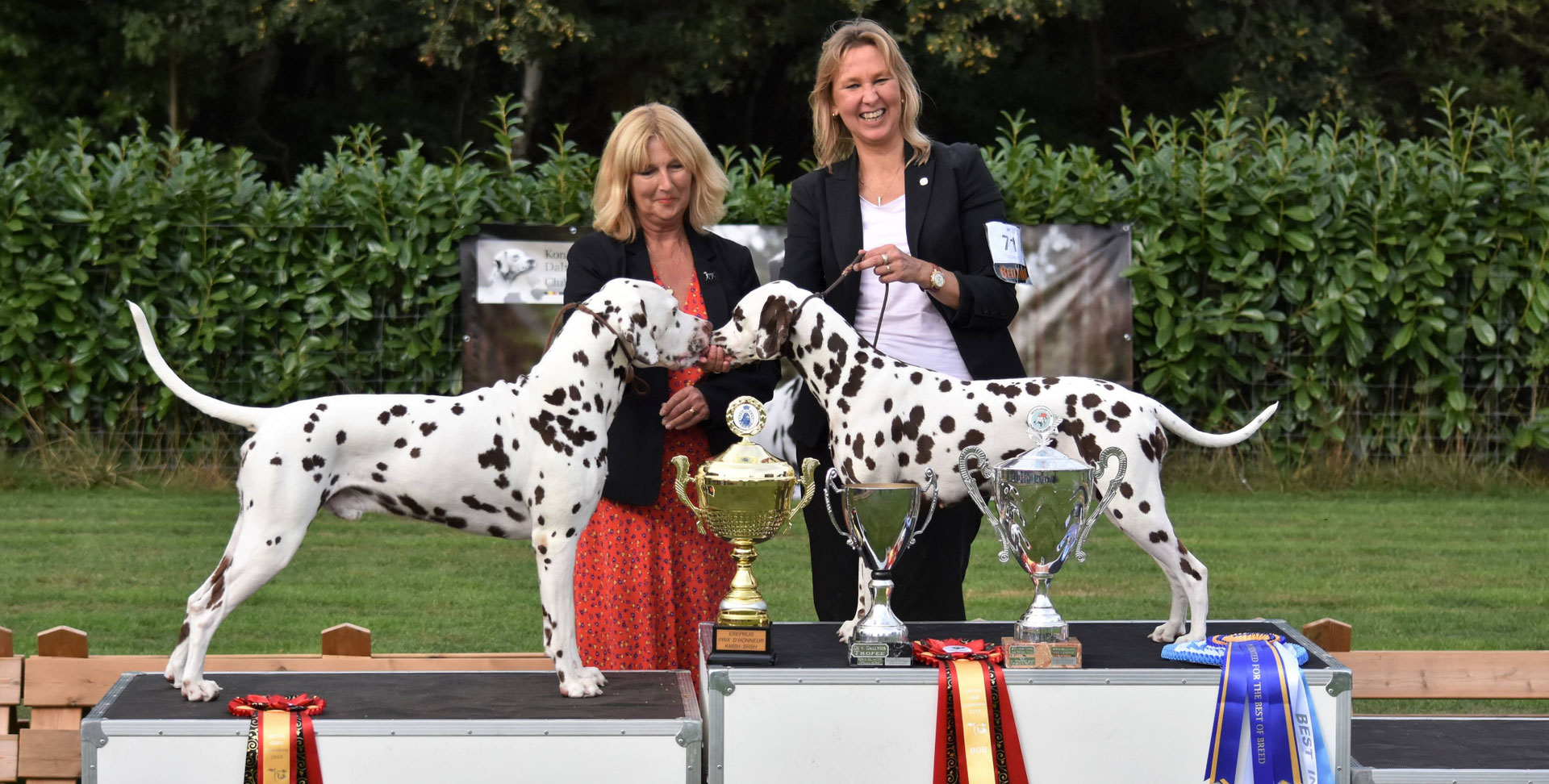 Show Resultaten Belgische Club Voor Dalmatische Honden Club Royale 