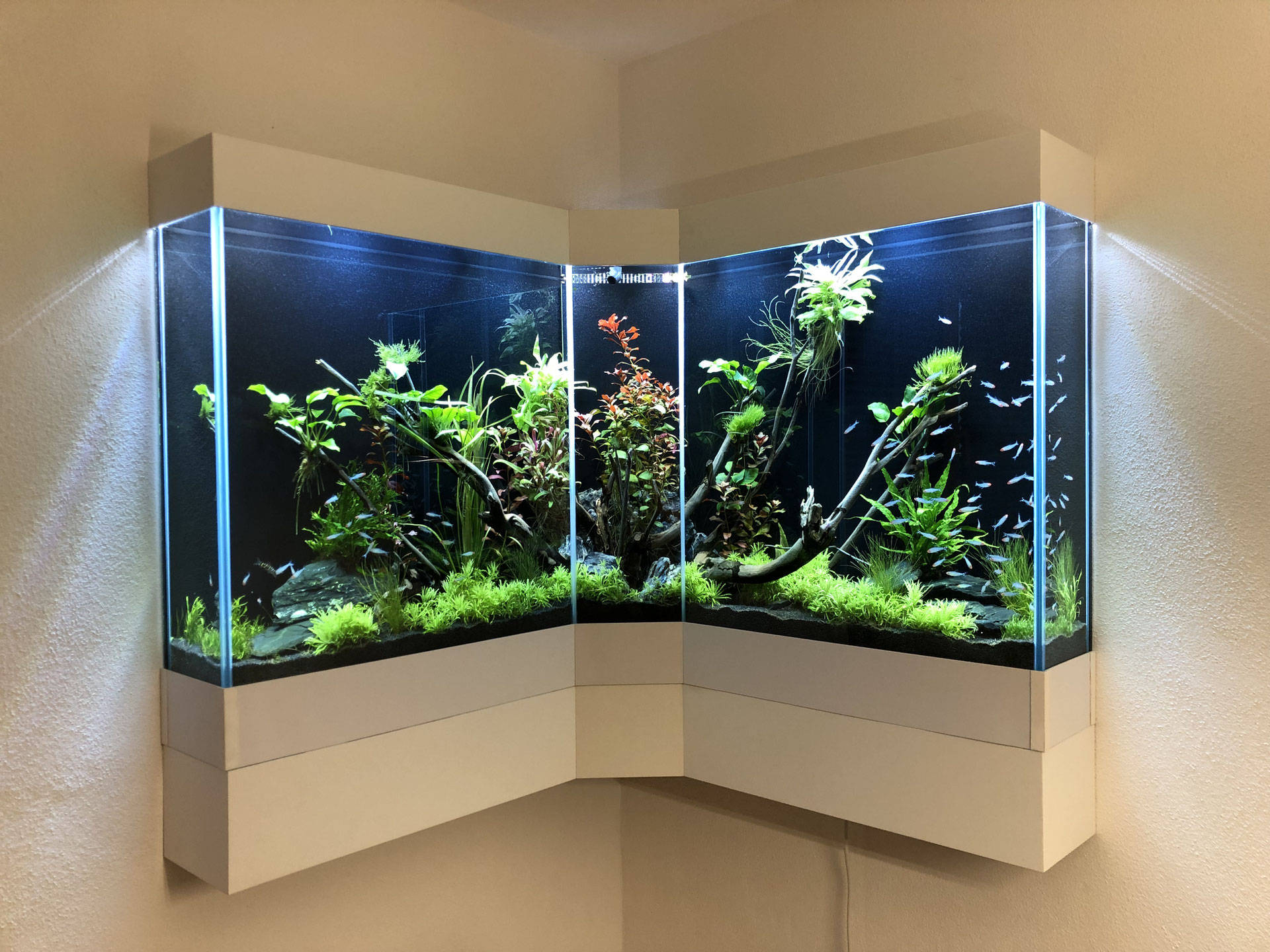 Das Eckaquarium auf der Wand - Aqua-Service-Hopf