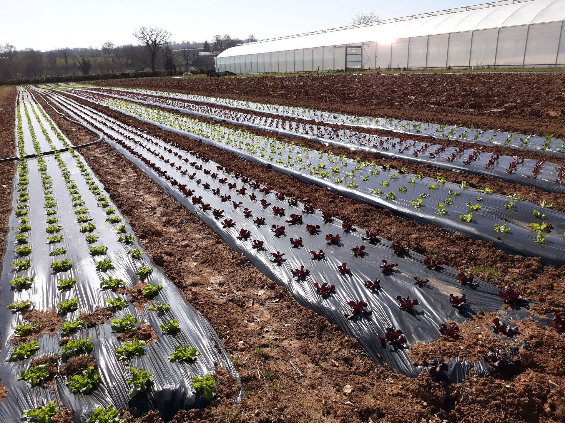 plantation des legumes vente directe du producteur maraicher