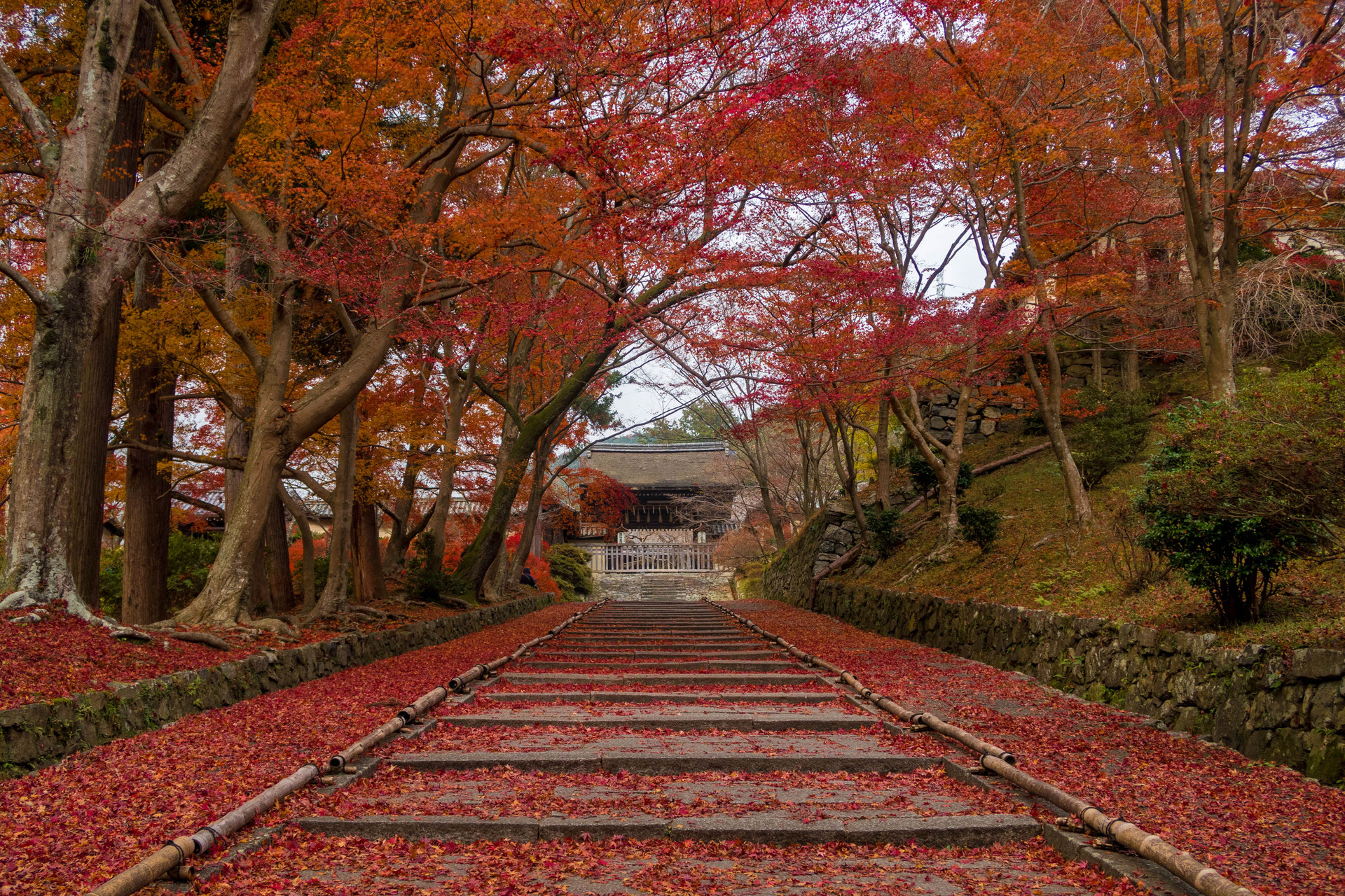 17京都紅葉 山科 毘沙門堂に行ってきましたよ 京都町家ゲストハウスひつじ庵 Guest House Hitsuji An 17京都紅葉 山科 毘沙門堂に行ってきましたよ 京都町家ゲストハウスひつじ庵 Guest House Hitsuji An