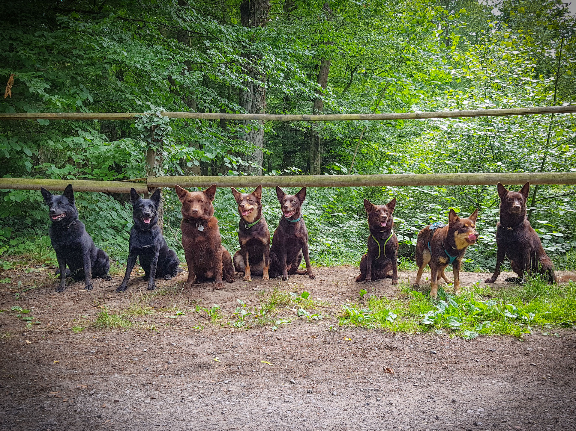 Marion Kelpie Vom Vluyner Kennel