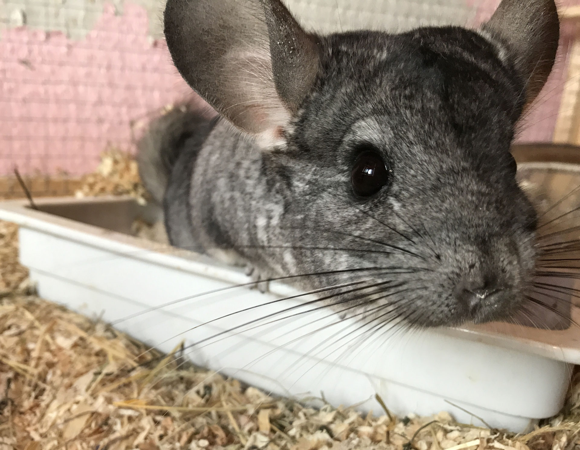 Das Chinchilla als Heimtier ksberlinanimalss Webseite!