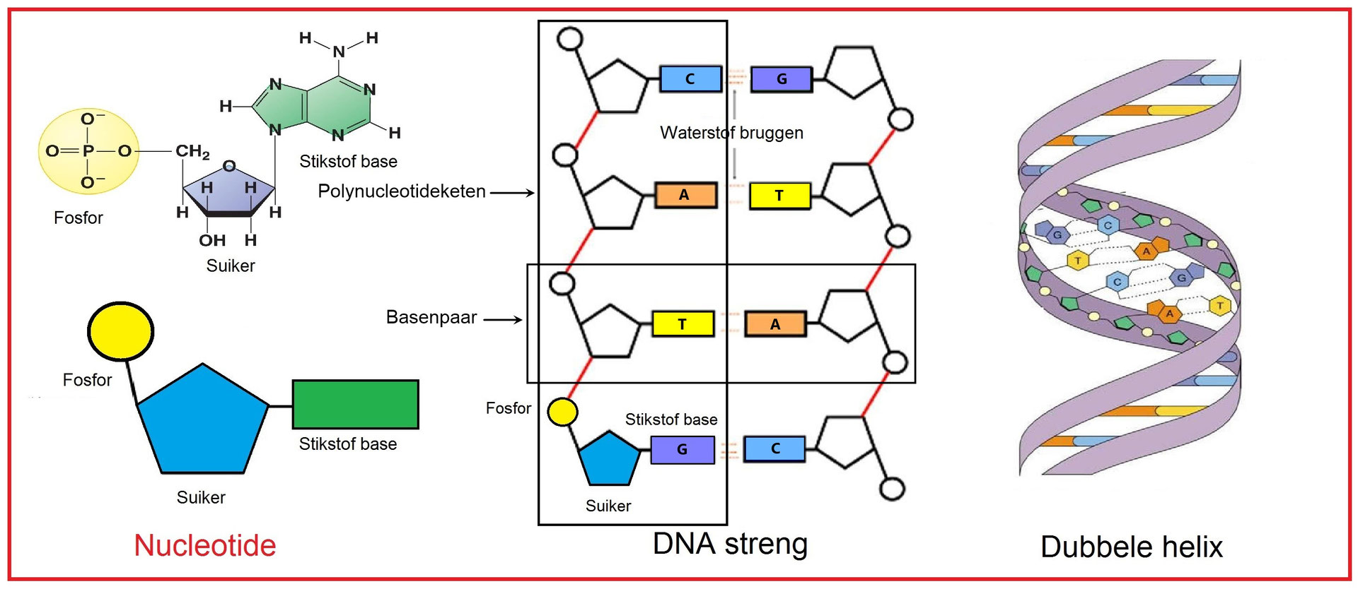 Днк и рнк атгц. A t g c днк. Dna transcription. Dna inversions. A t g c днк.
