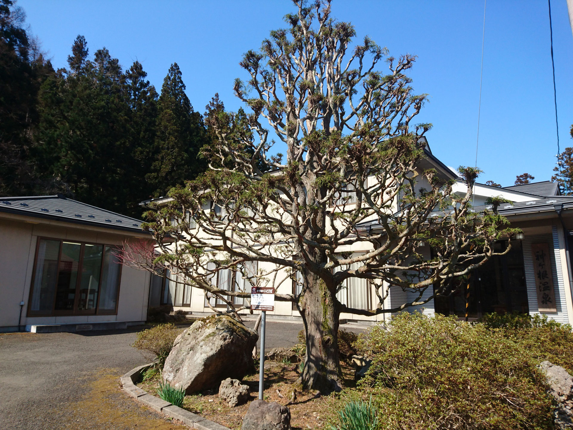 神ケ根 かんかね 温泉hp kankane onsen ページ