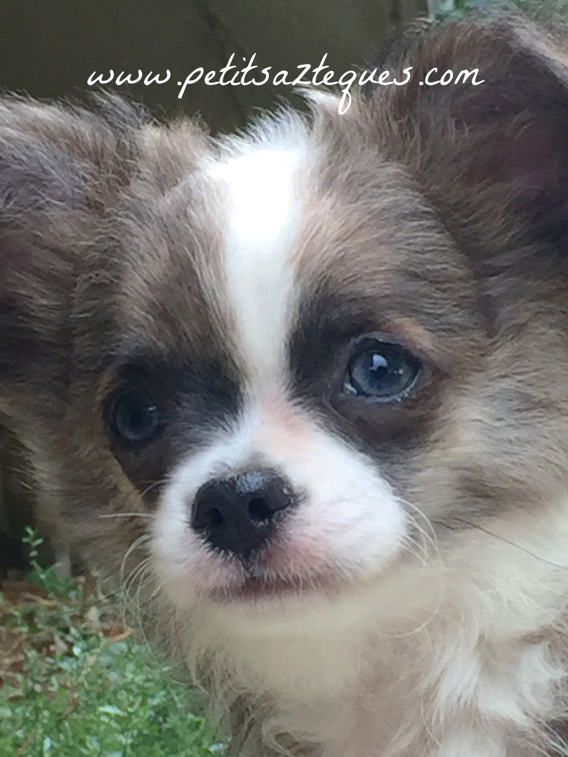 A la recherche du chien mignon petit ? Élevage de Chihuahua