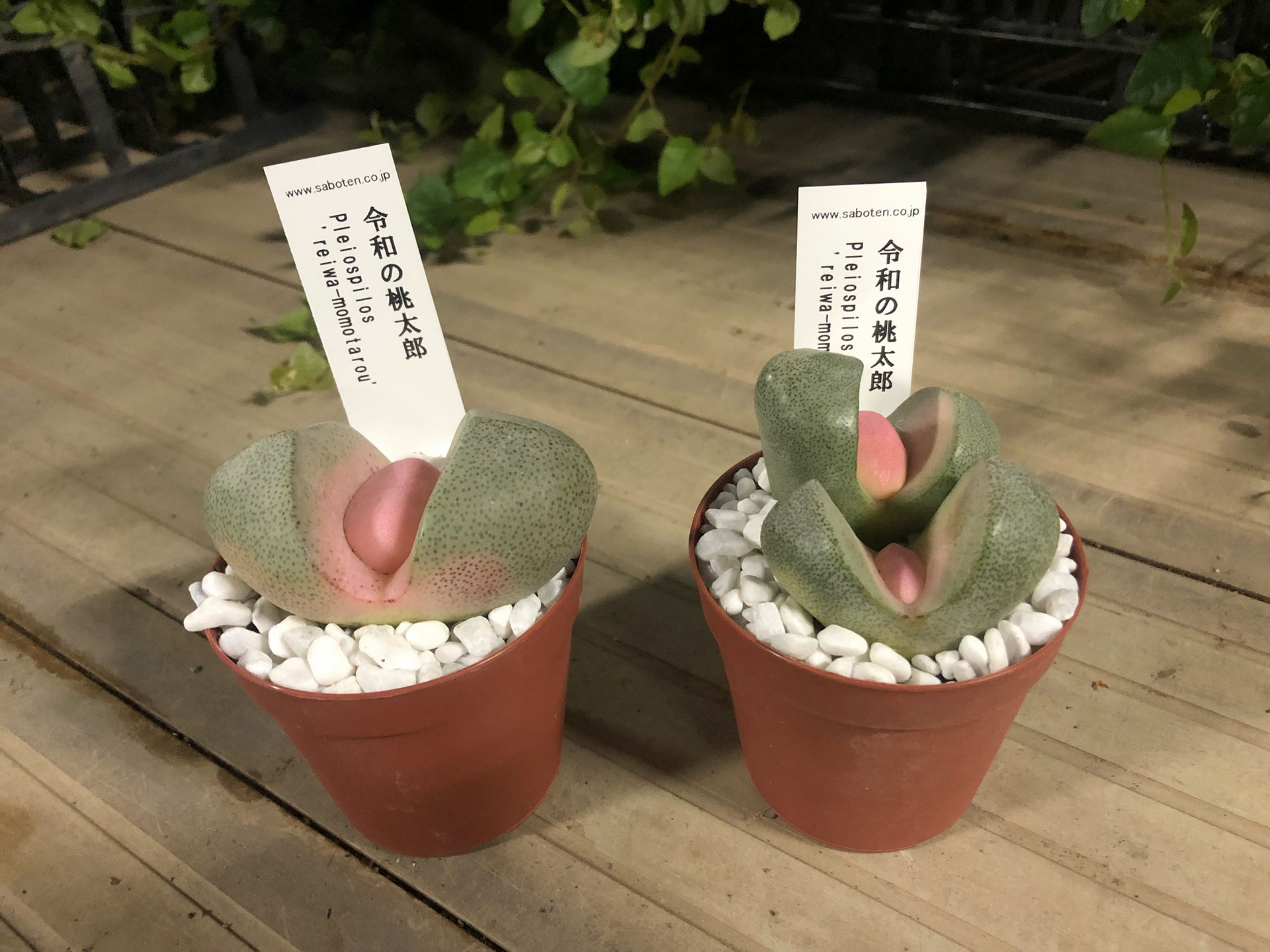 プレイオスピロス 令和の桃太郎 鉢物 観葉植物 花 樹木などの卸売は村田永楽園へ