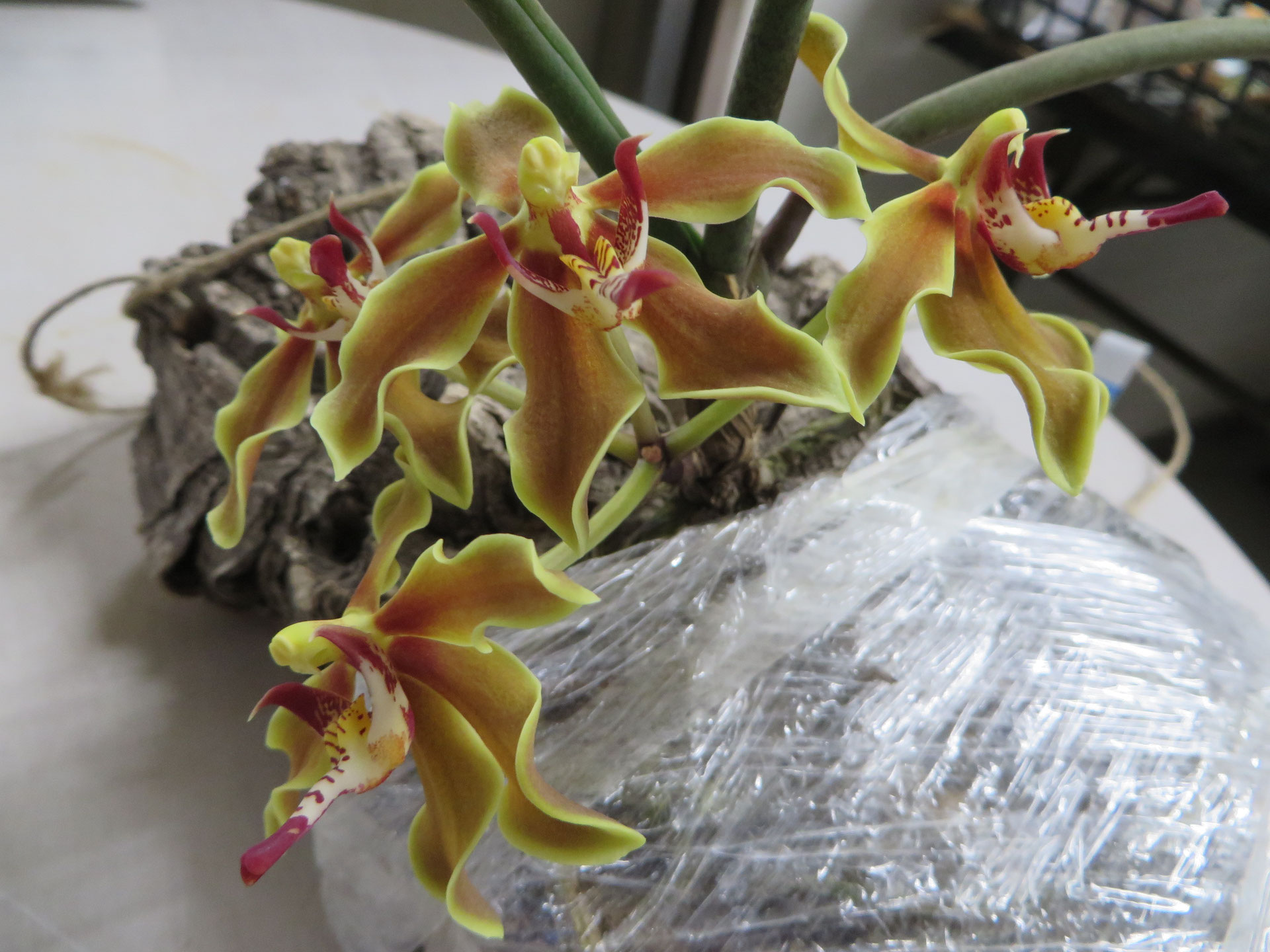 パラファレノプシス・ラブケンシス - 鉢物・観葉植物・花・樹木などの