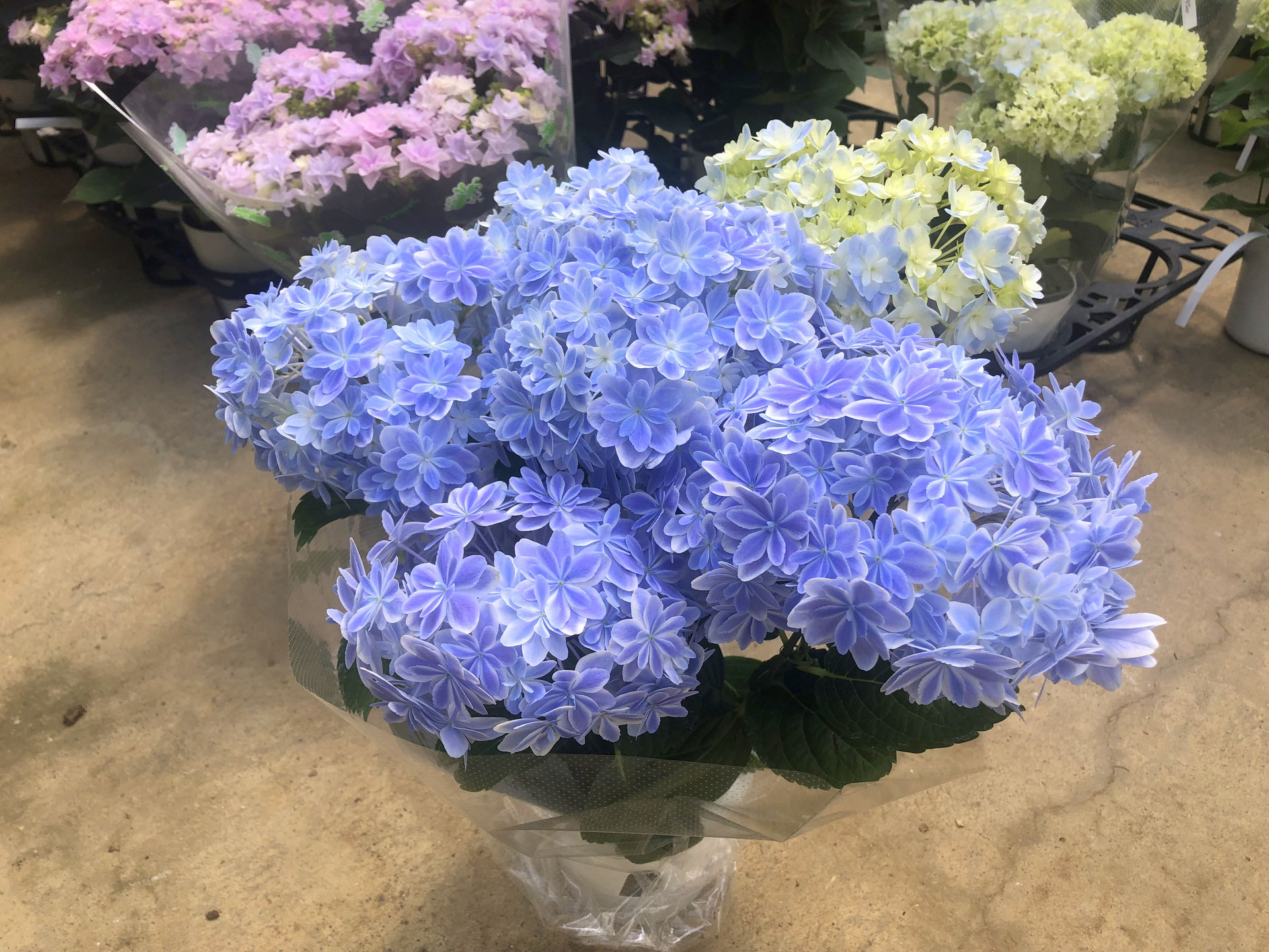 ハイドラ　人気品種入荷！
