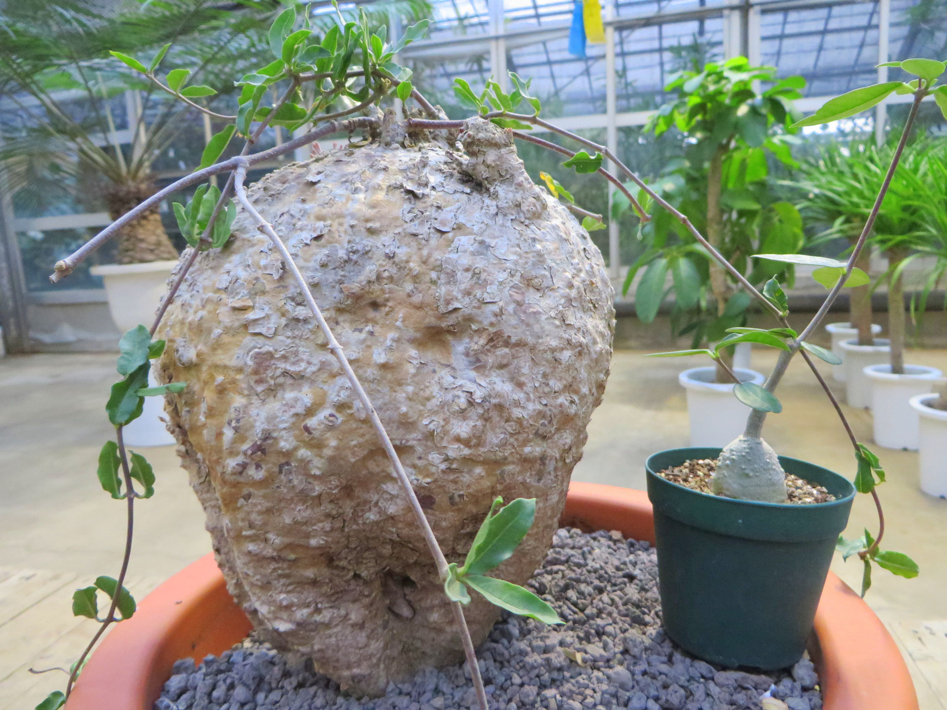 値下げ【パンパン株】火星人 フォッケア エデュリス インテリア小物 ...