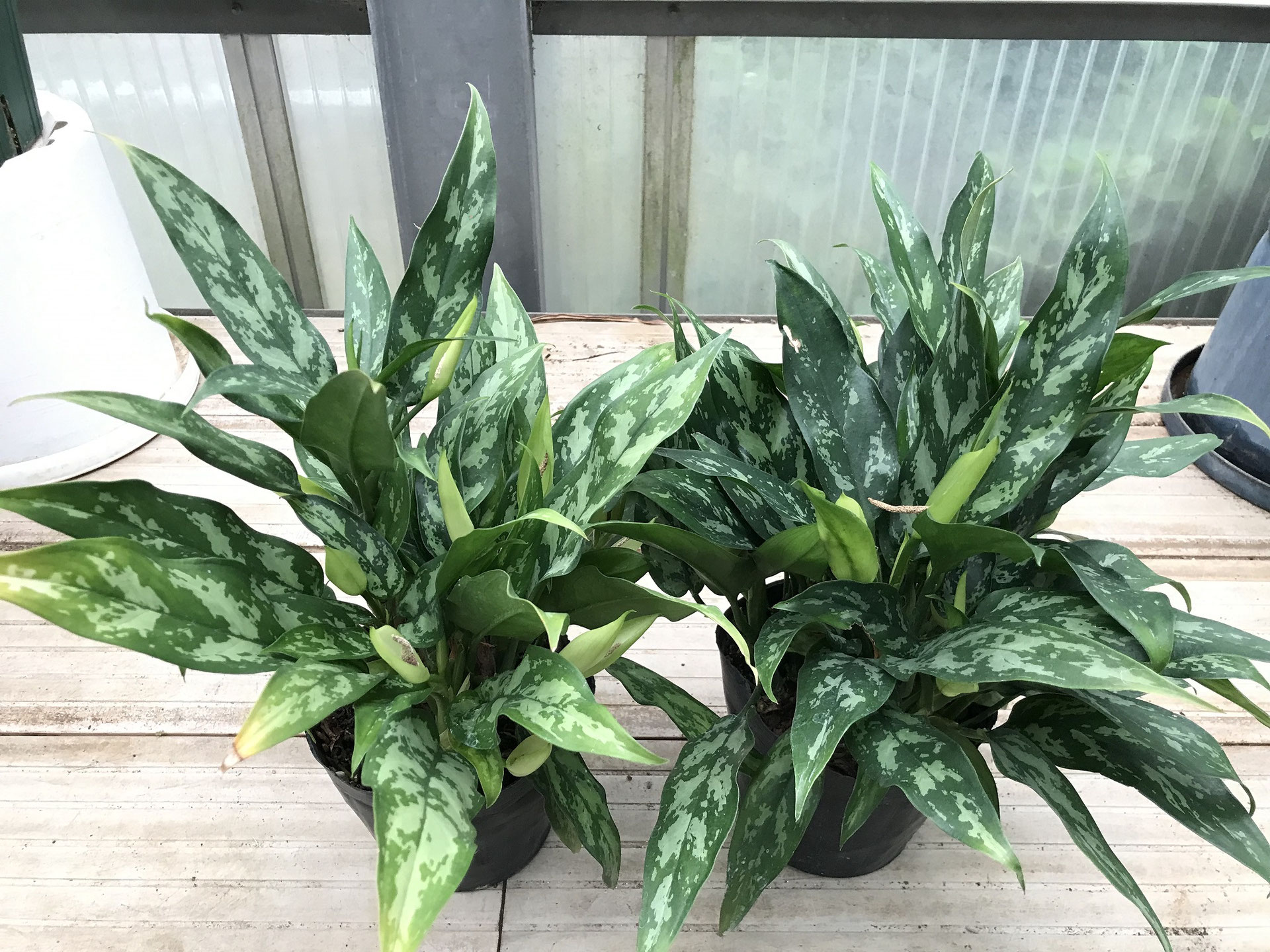 アグラオネマ　メタリカ　希少種　レア アグラオネマ メタリカ 希少種 レア - メルカリ