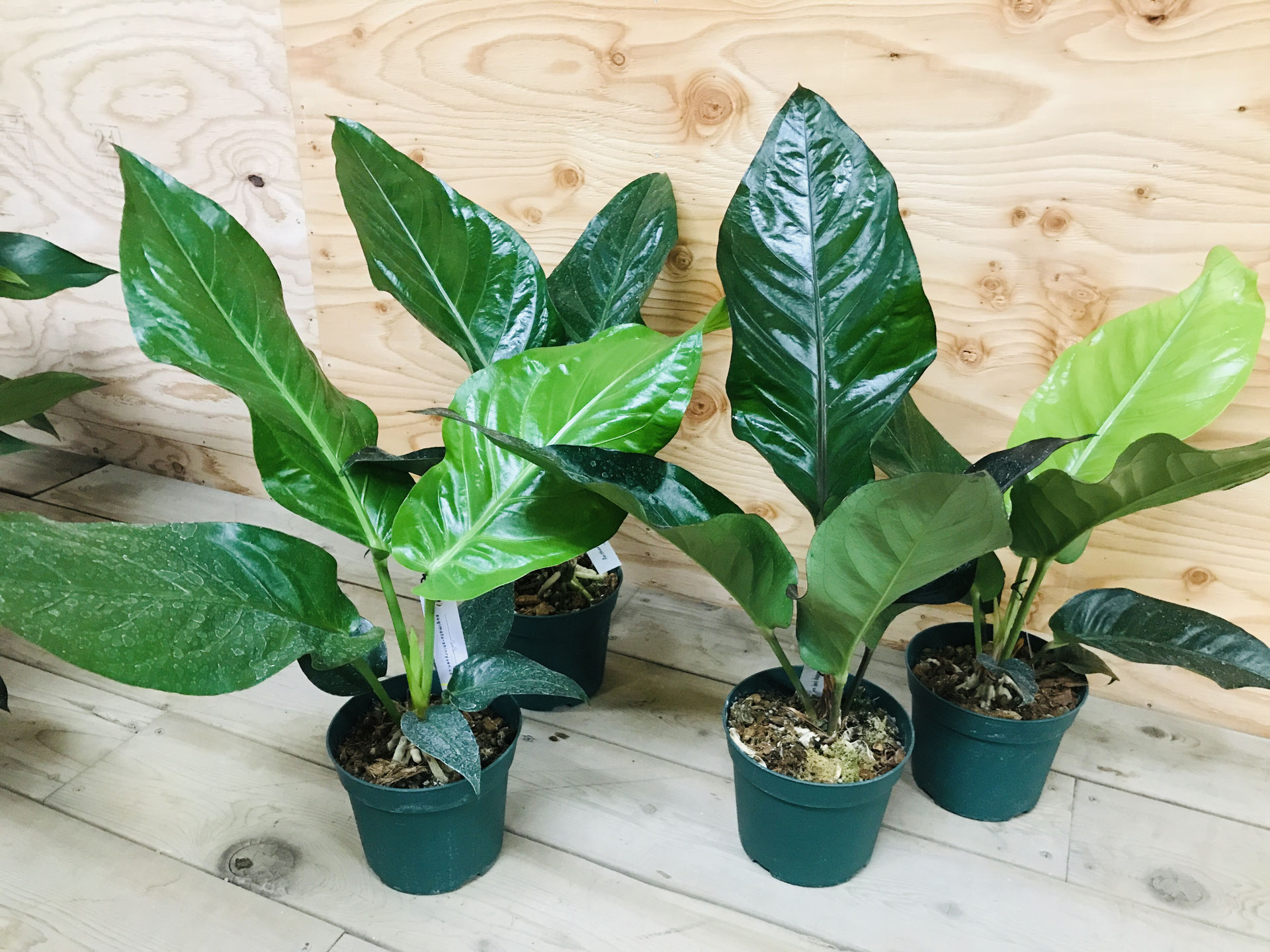 アンスリウム　ブラックドラゴン【斑入】 アンスリウム ブラックドラゴン - 鉢物・観葉植物・花・樹木などの卸売