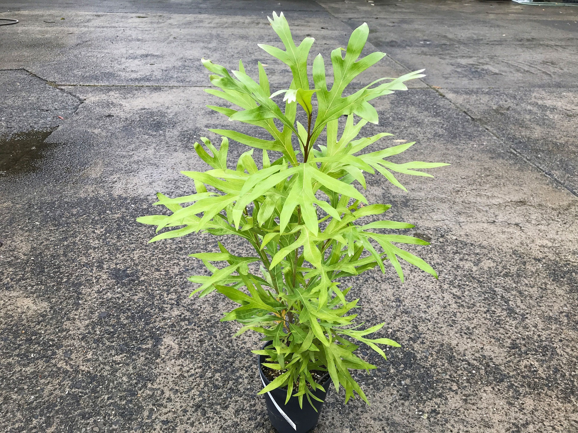 グレビレア　グレープ　　希少　発根済み　γ 3d818be1755a7e6521cdcb96fa0715