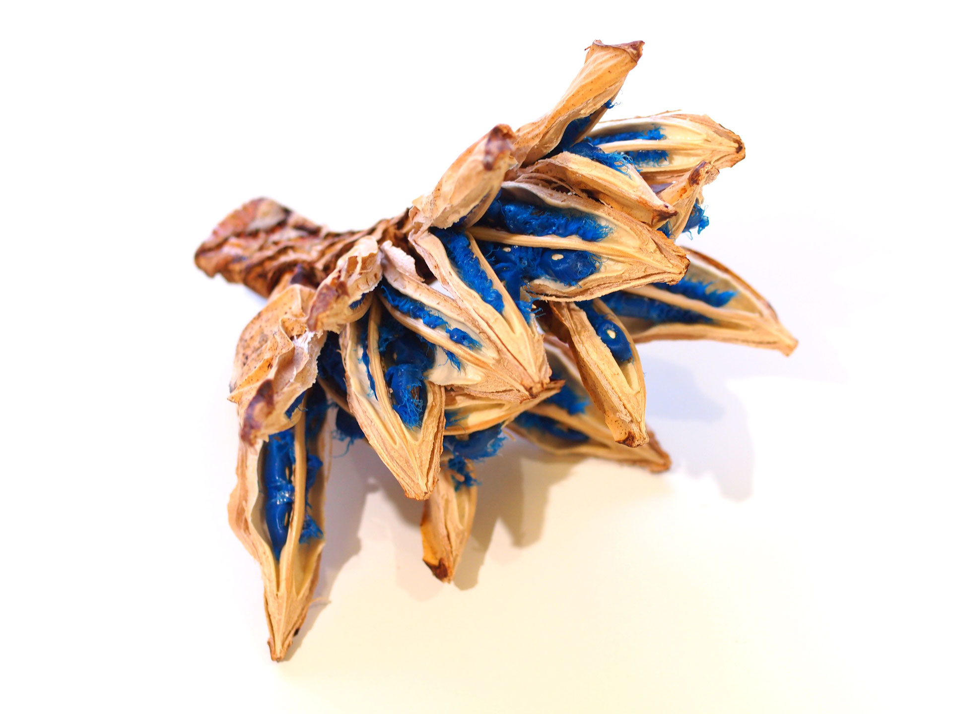 タビビトノキの実 - 鉢物・観葉植物・花・樹木などの卸売は村田永楽園へ