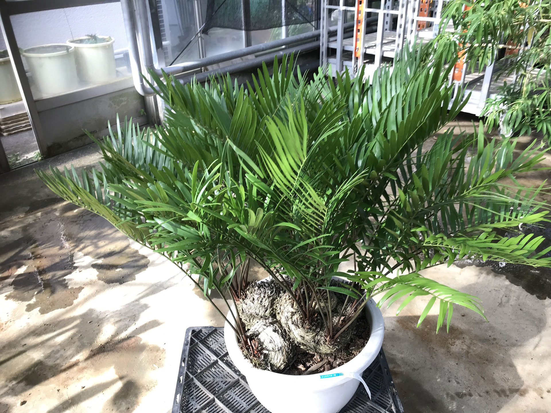 ザミア・フロリダーナ 販売・通販 *tree tree*