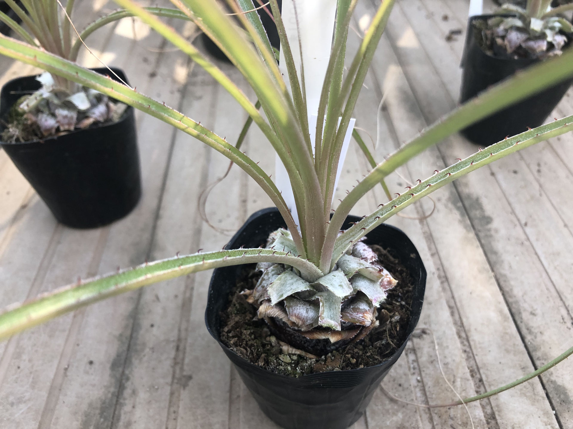 プヤ　セルーレア　大株 楽天市場】【現品・現物】プヤ・セルーレア 大株 puya coerulea 8号 UR