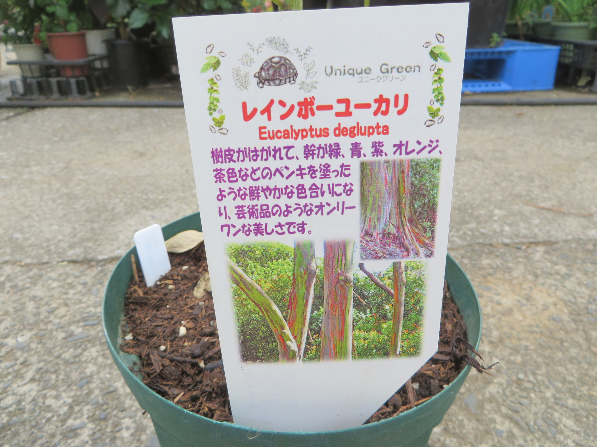 レインボーユーカリ 鉢物 観葉植物 花 樹木などの卸売は村田永楽園へ