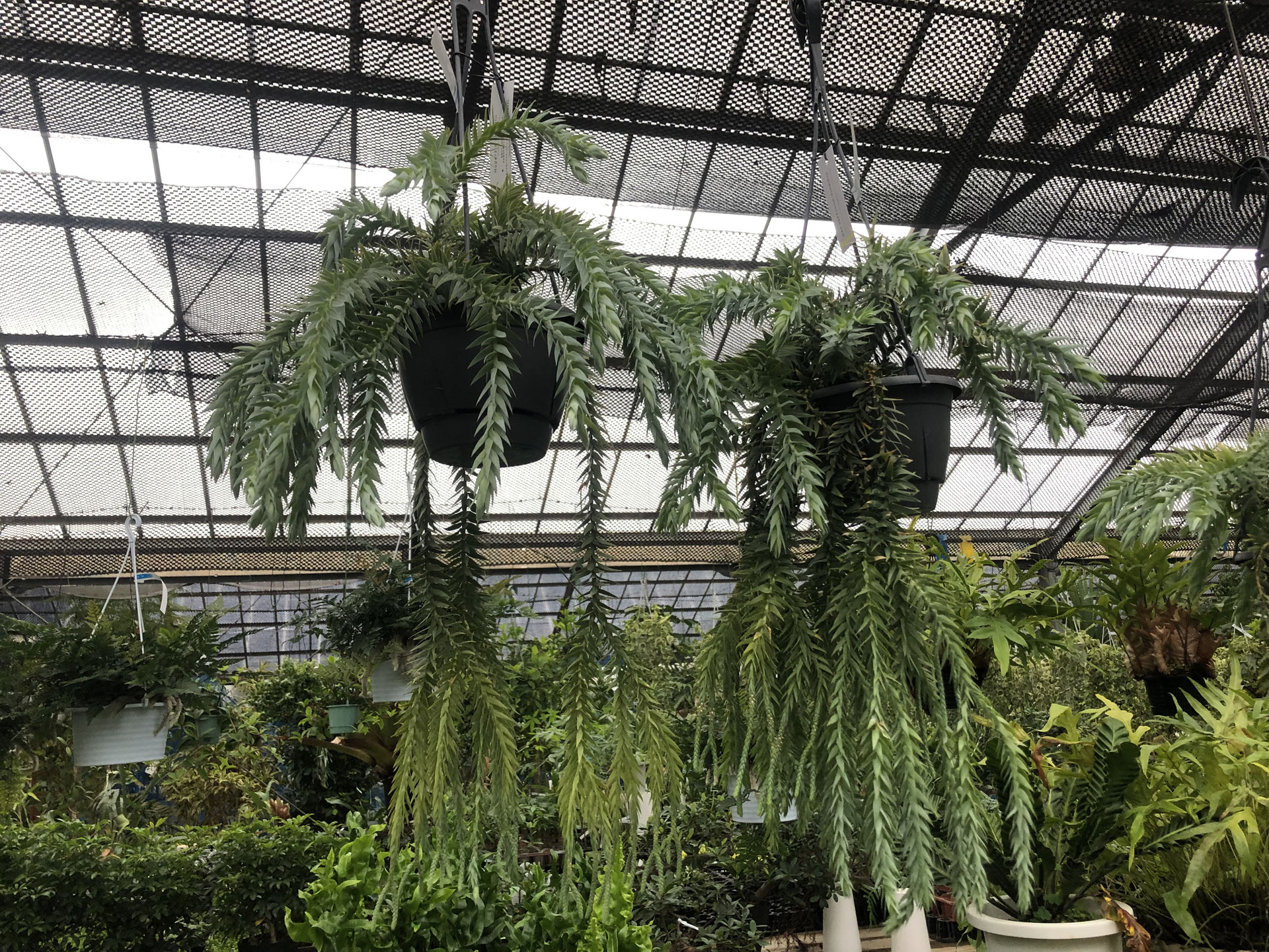 人気品種♥】フペルジア ゴエベリー 吊り鉢 シダ