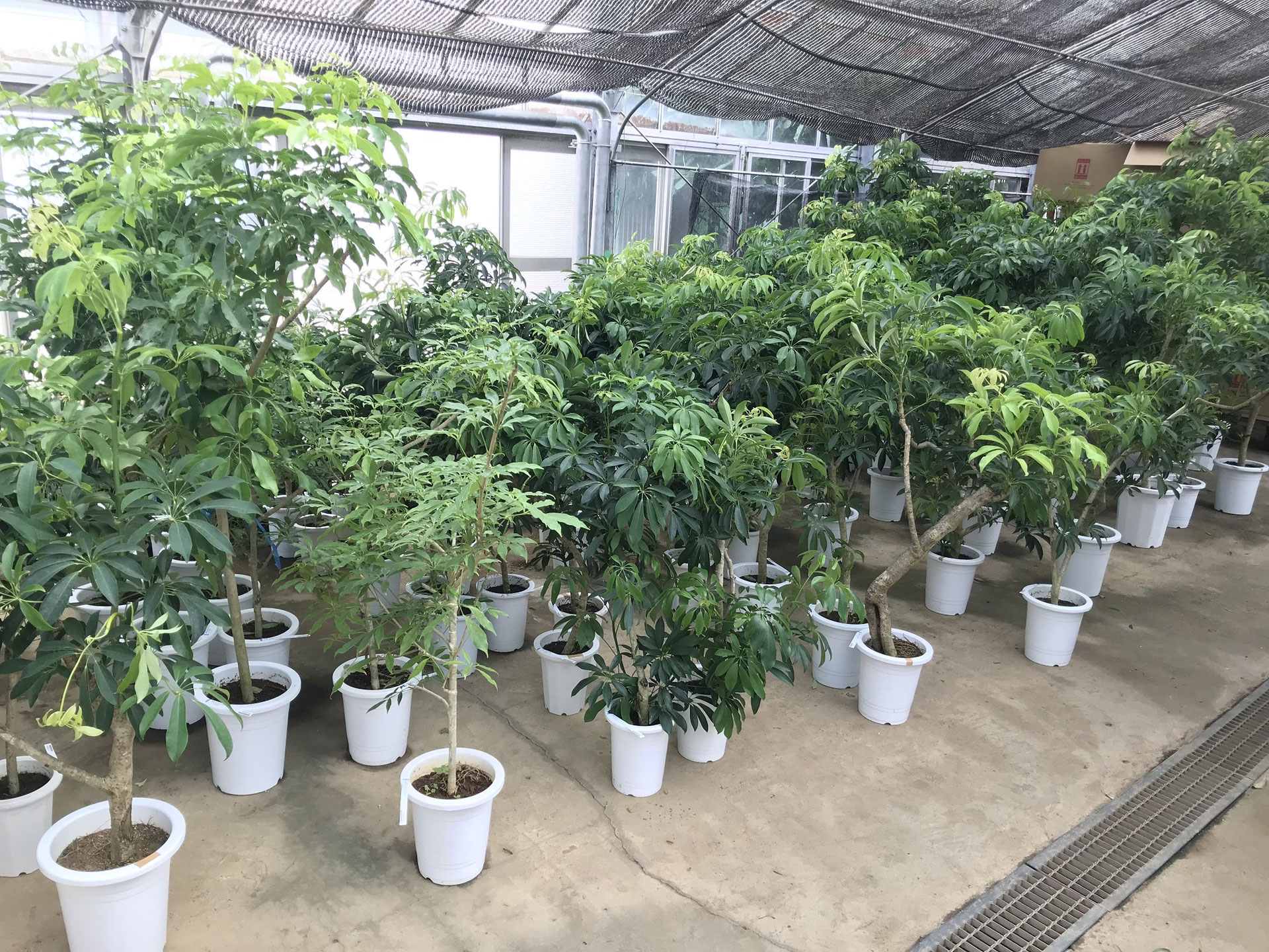 シェフレラ入荷情報です！ - 鉢物・観葉植物・花・樹木などの卸売は