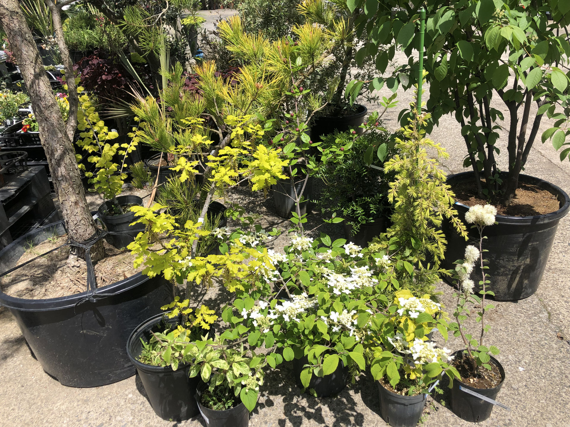 黄金斑入りクロツグヤシ・オーレア耐寒性・耐陰性 【公式通販】