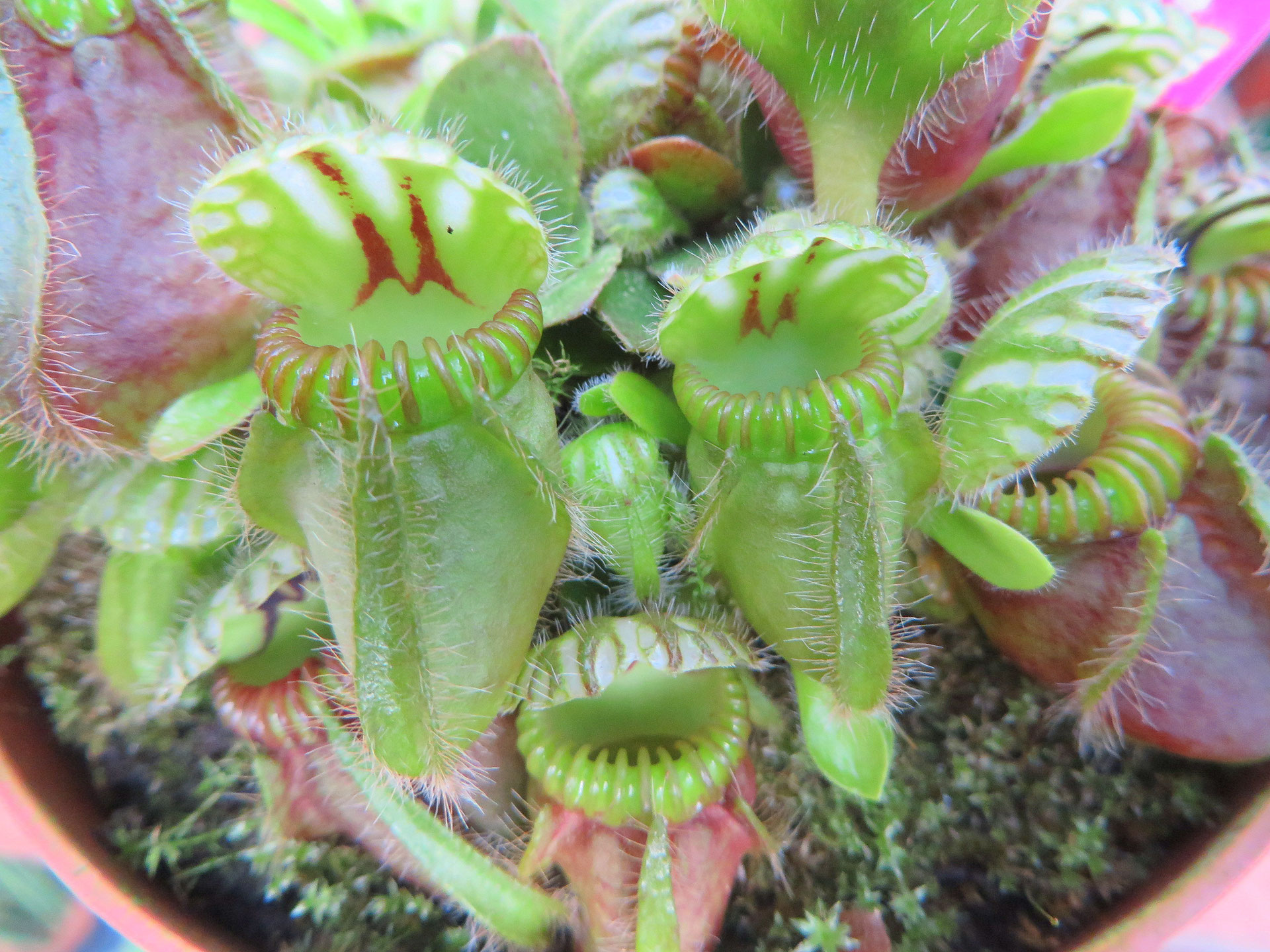 セファロタス・フォリキュラリス - 鉢物・観葉植物・花・樹木などの卸売は村田永楽園へ