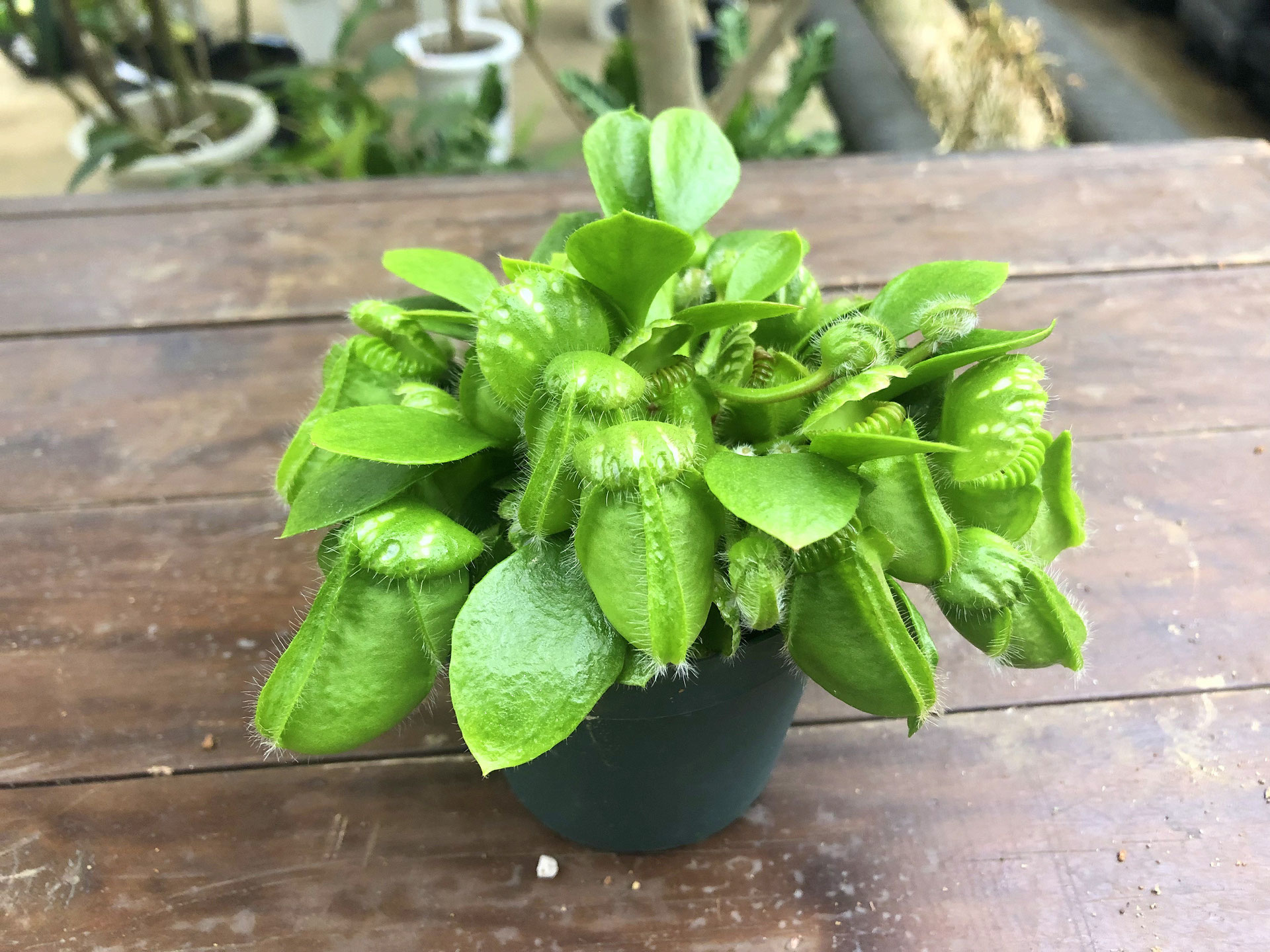 その他観葉植物 Cephalotus follicularis Ebisu cb4dba557f332693f5030831a4e560