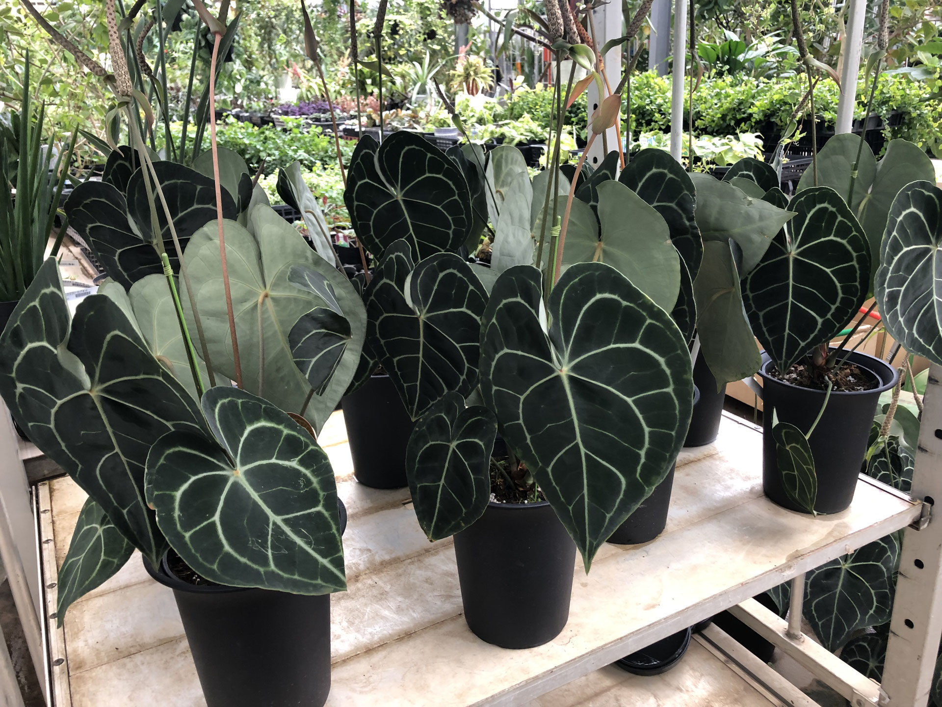 アンスリウム クラリネルビウム　特大　良株　8号　アンスリューム アンスリウム クラリネルビウム 特大 良株 8号 アンスリューム 観葉