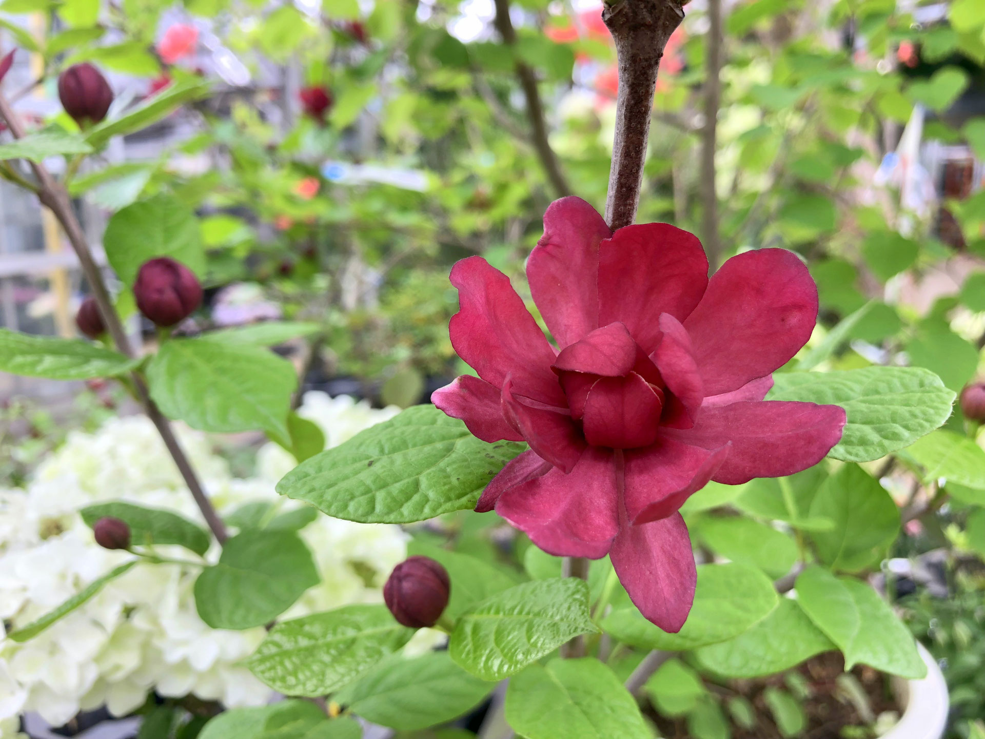 カリカンサス・ハートレッジワイン - 鉢物・観葉植物・花・樹木などの