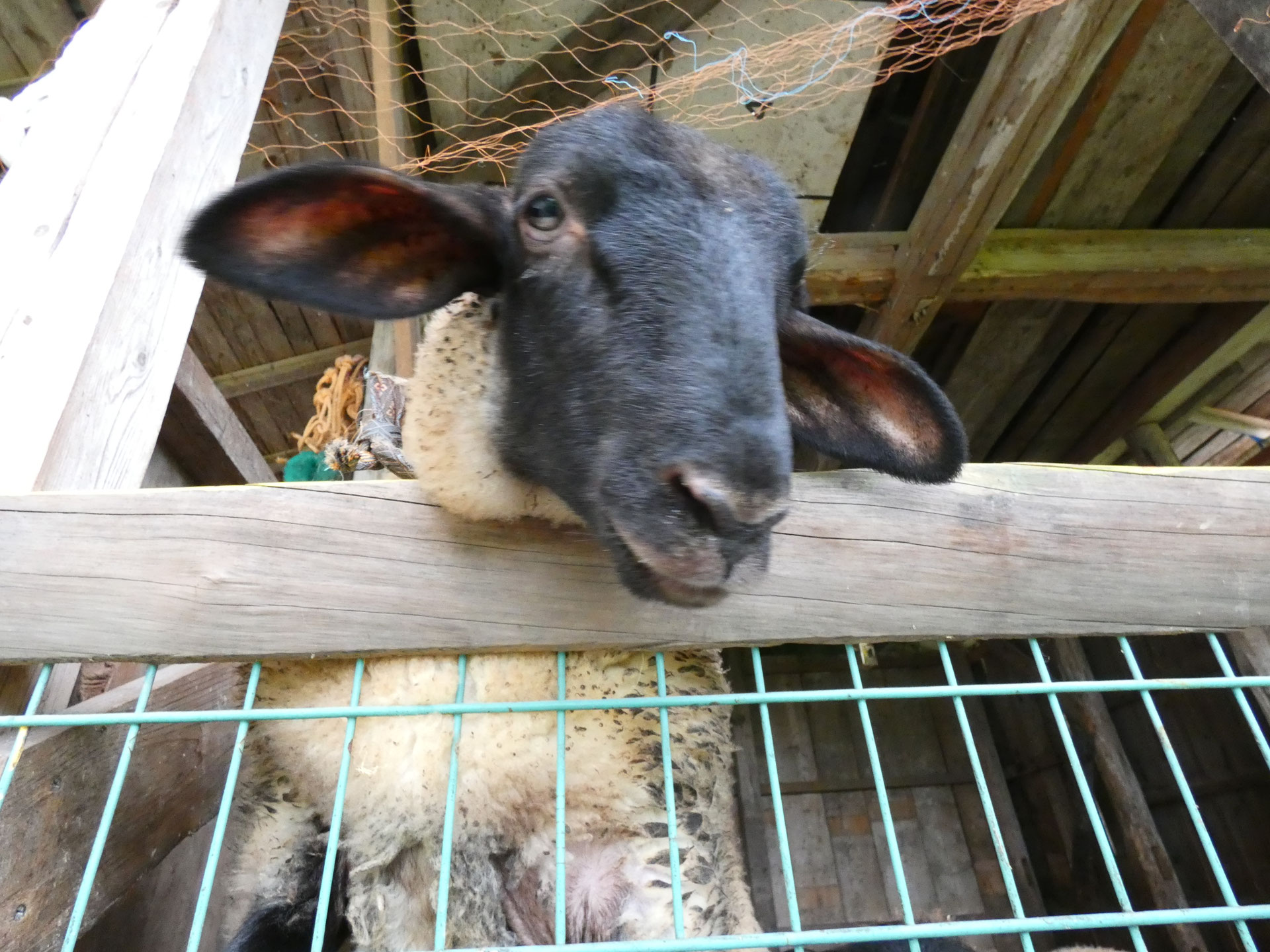 うづらの飼ひ方　大正6年　磯部甲陽堂発行 うづらの飼ひ方 大正6年 磯部甲陽堂発行