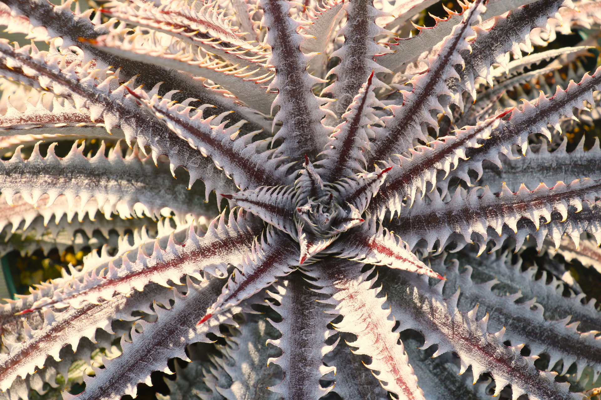 Dyckia 'Sorcerer' Amazonico hybrid ディッキア