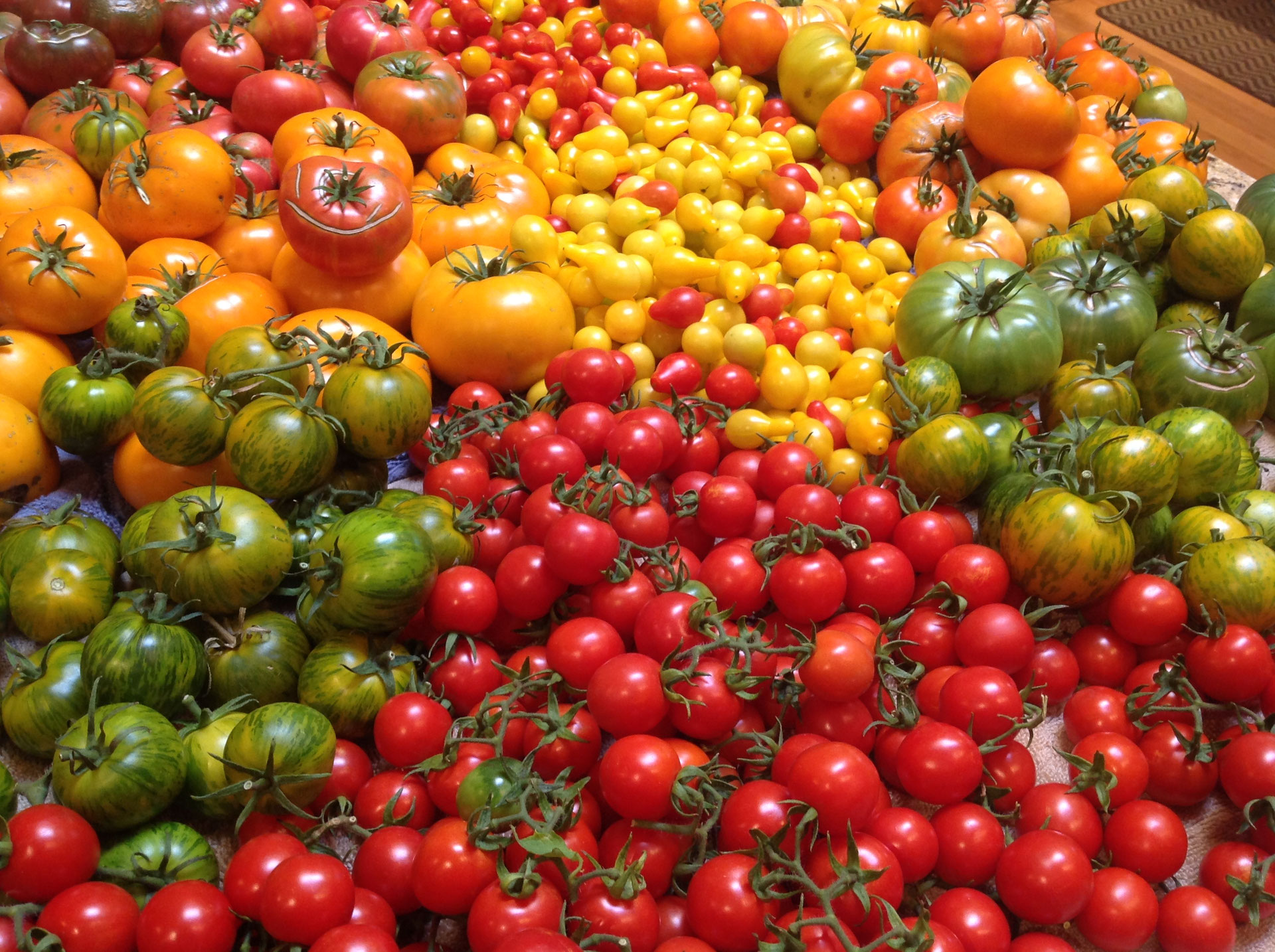 2018 Denver Garden Starter Tomato Plants The Irish Home Farm A